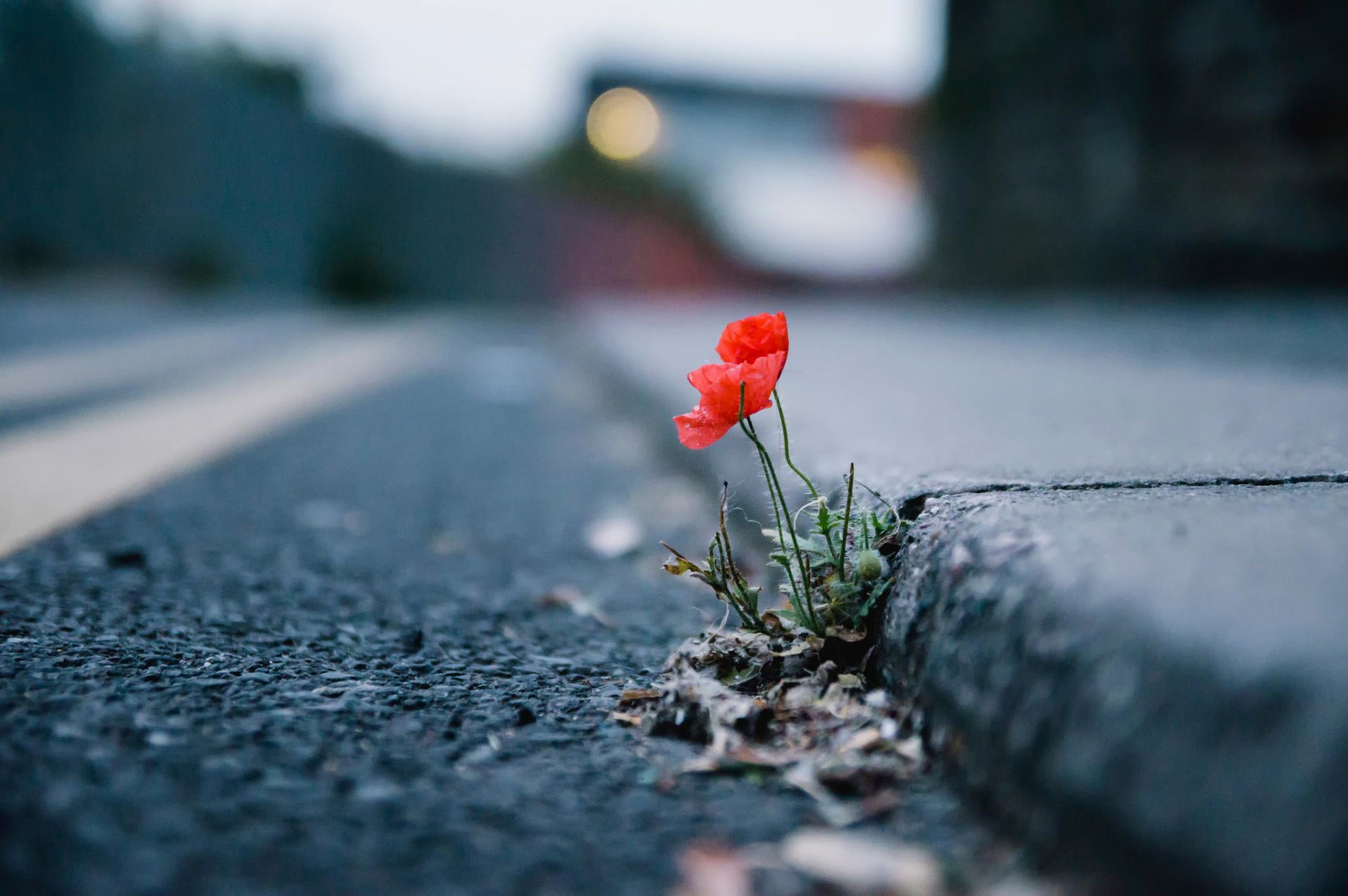 poppy flower street town