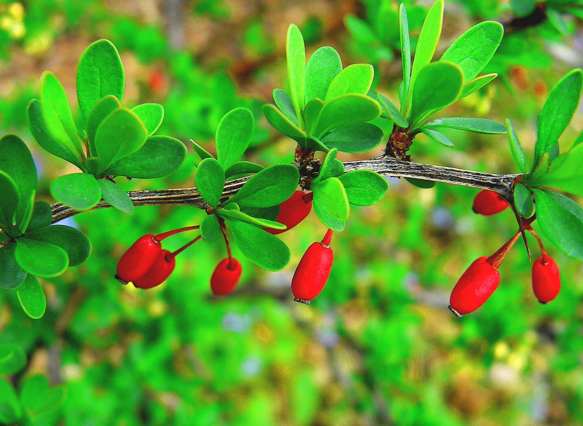 dogwood branch leaves fruit berrie