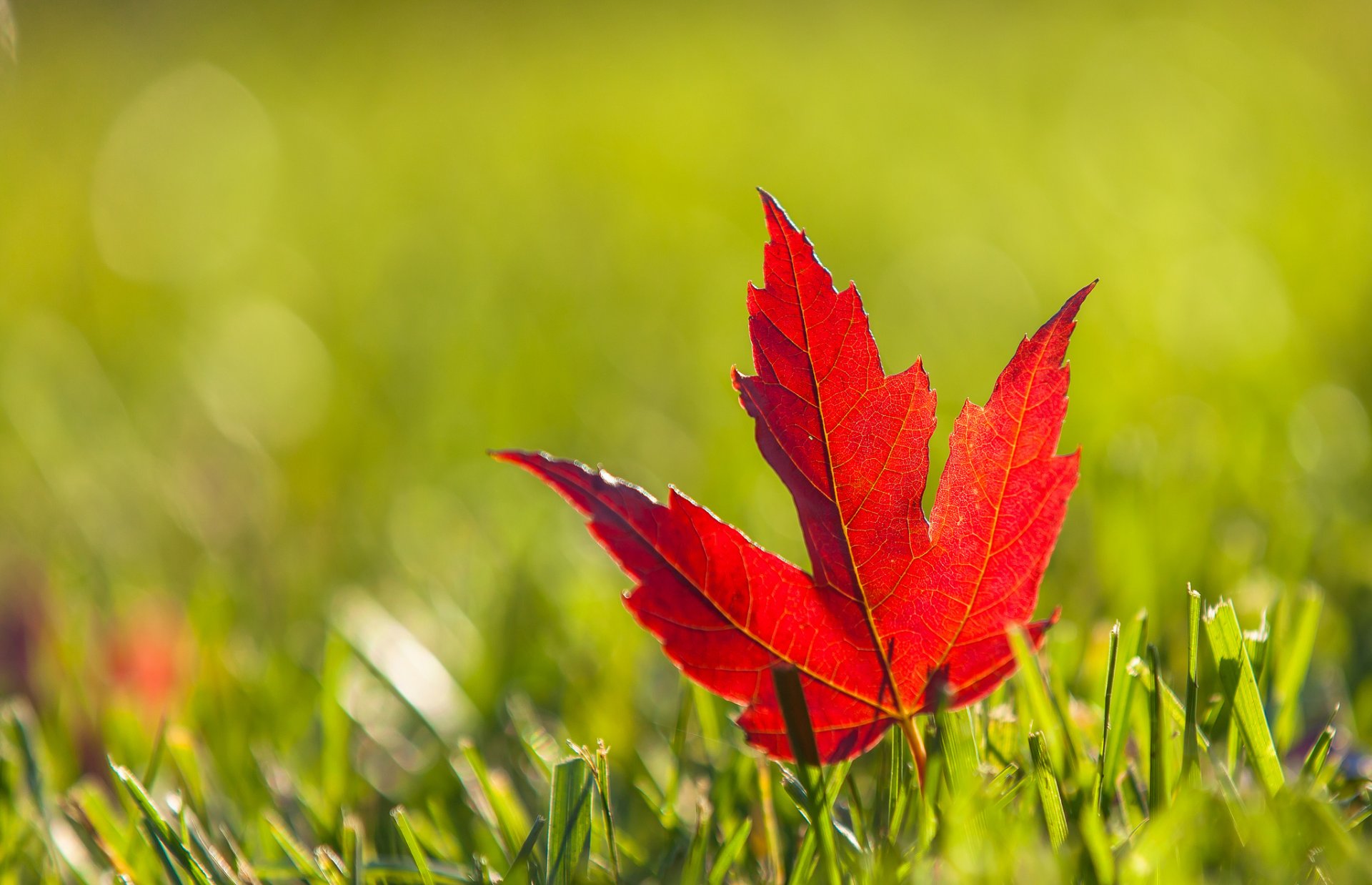 foglia rosso bordeaux acero erba autunno