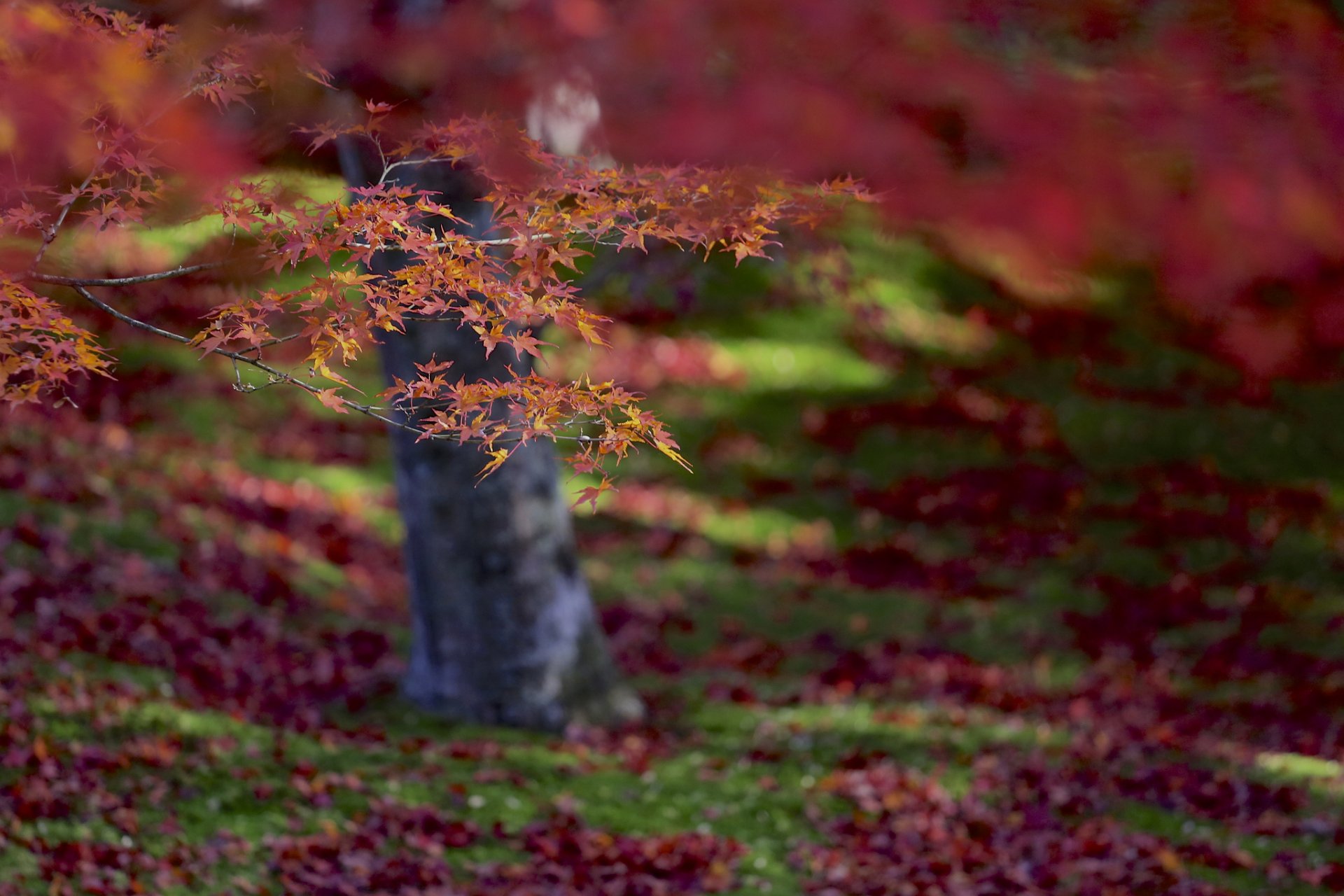 tree maple red orange leaves autumn close up focus blur