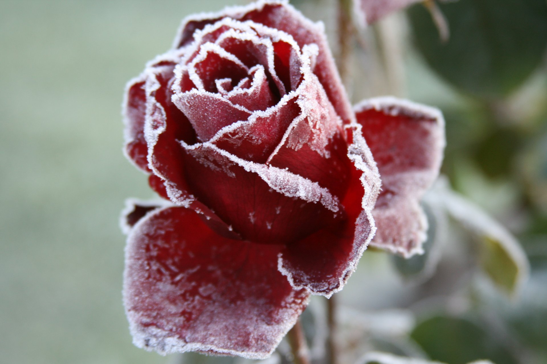 fond papier peint macro fleur fleurs rose givre gel jardin froid