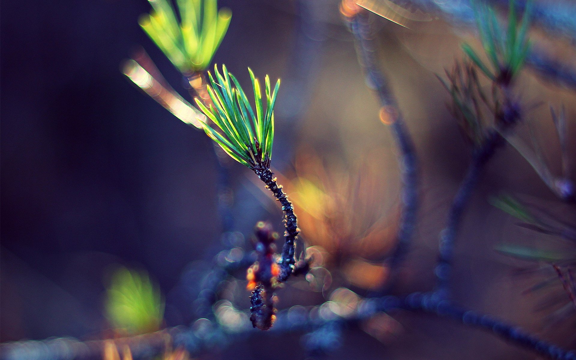 macro ramoscello aghi verde germoglio bokeh