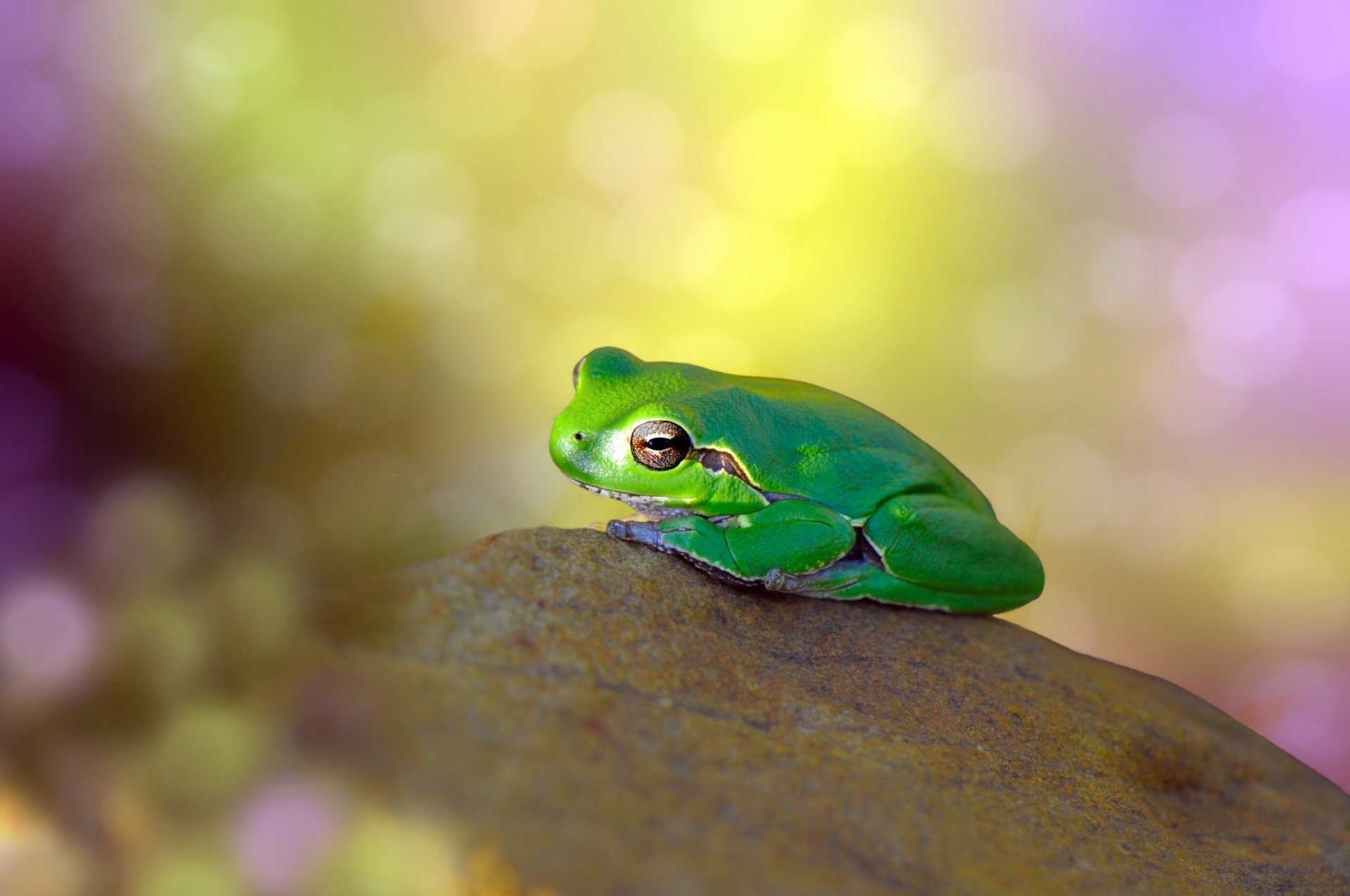 stein frosch grün hintergrund blendung