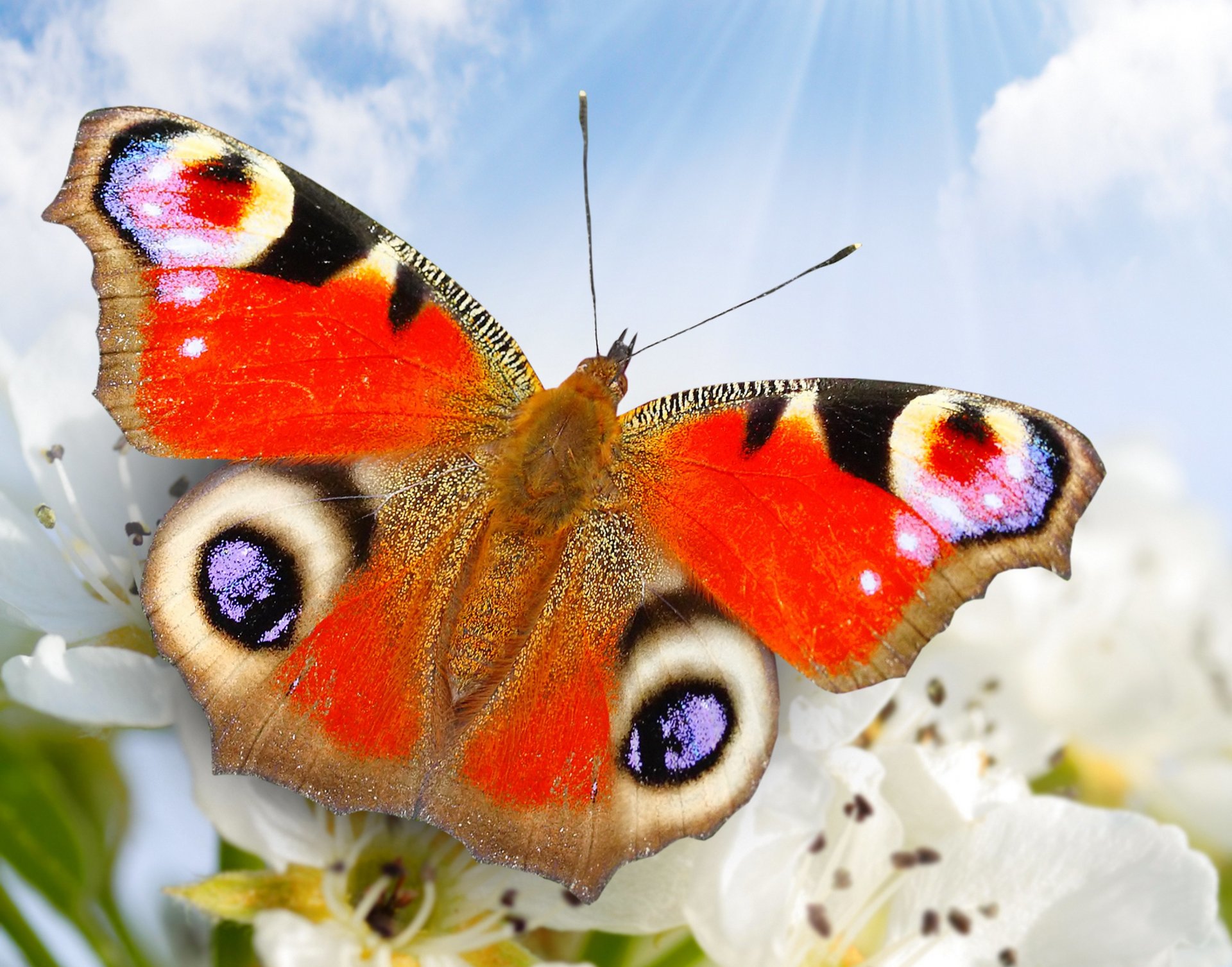 natura motyl zbliżenie kwiaty niebo