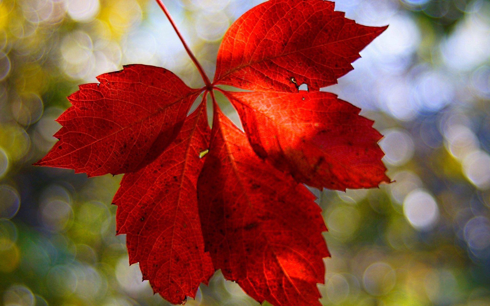 macro feuille feuille rouge flou arrière-plan papier peint écran large plein écran écran large