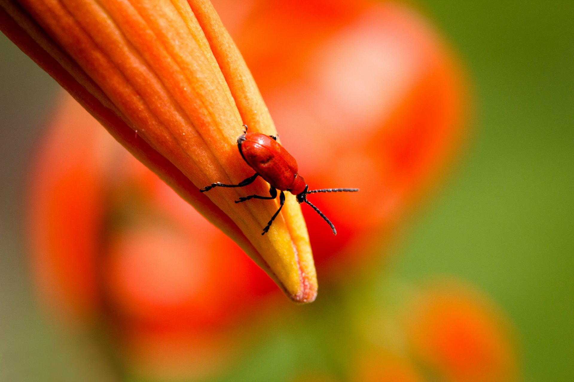 lilies orange bud insect bug