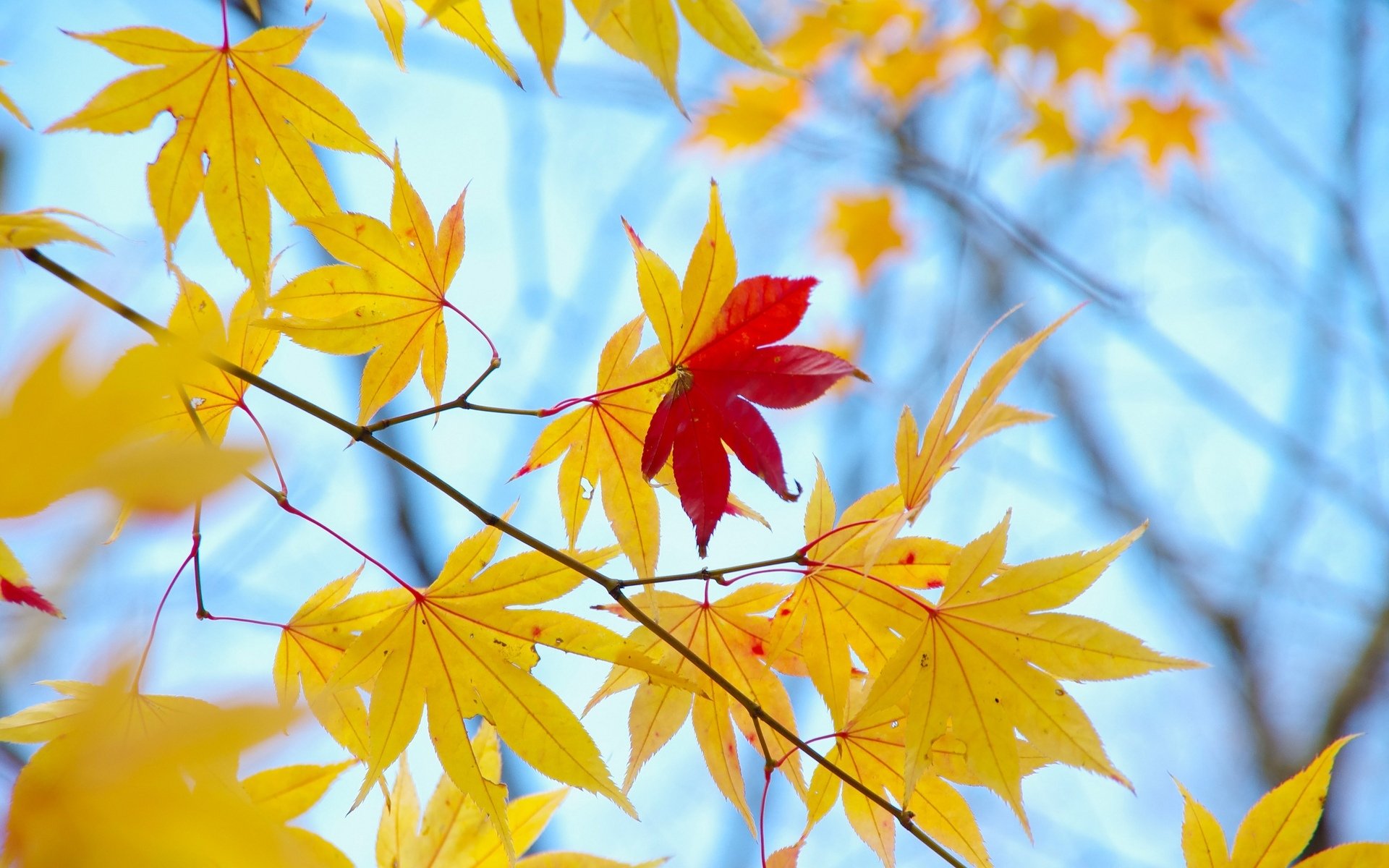 macro foglie foglioline autunno giallo rosso albero macro sfondo carta da parati widescreen schermo intero widescreen