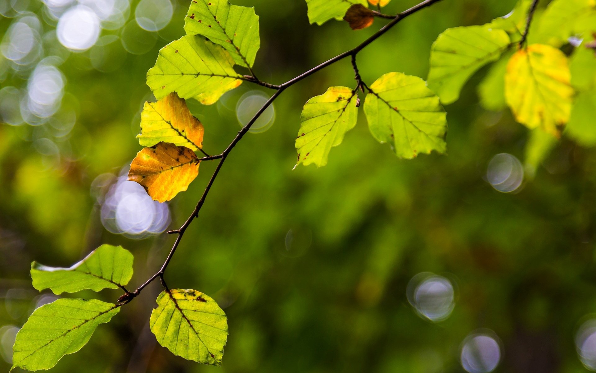 macro feuille feuilles folioles jaune branche arbre flou fond papier peint écran large plein écran écran large écran large