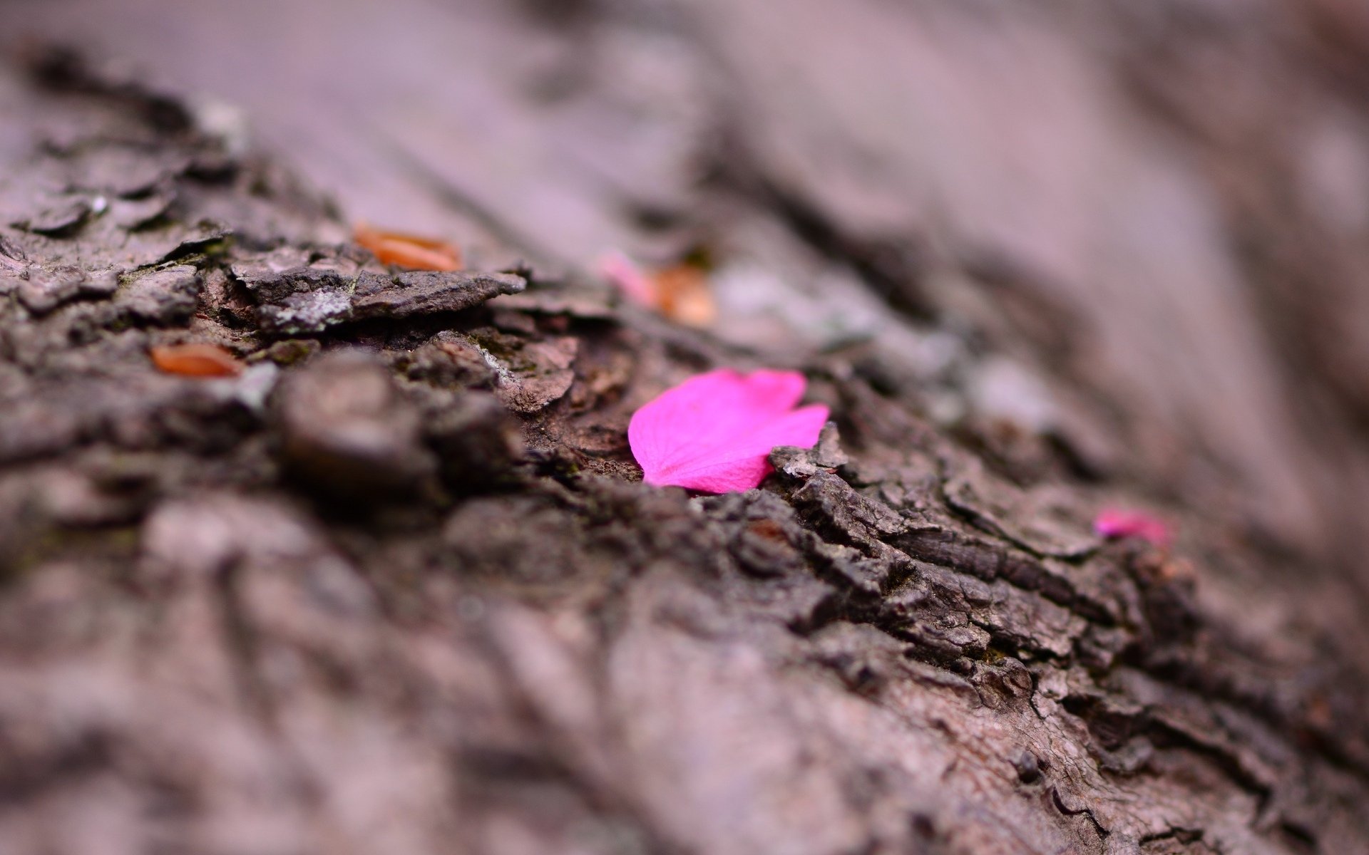 close up petals flower bark tree background macro wallpaper widescreen full screen hd wallpapers fullscreen