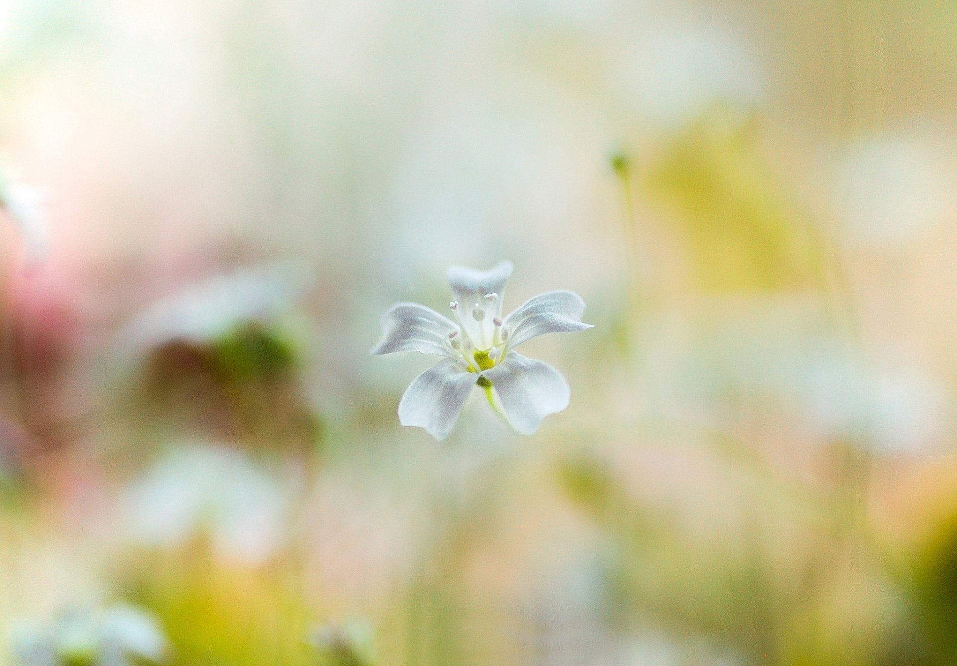 fleur fleur blanc fond flou