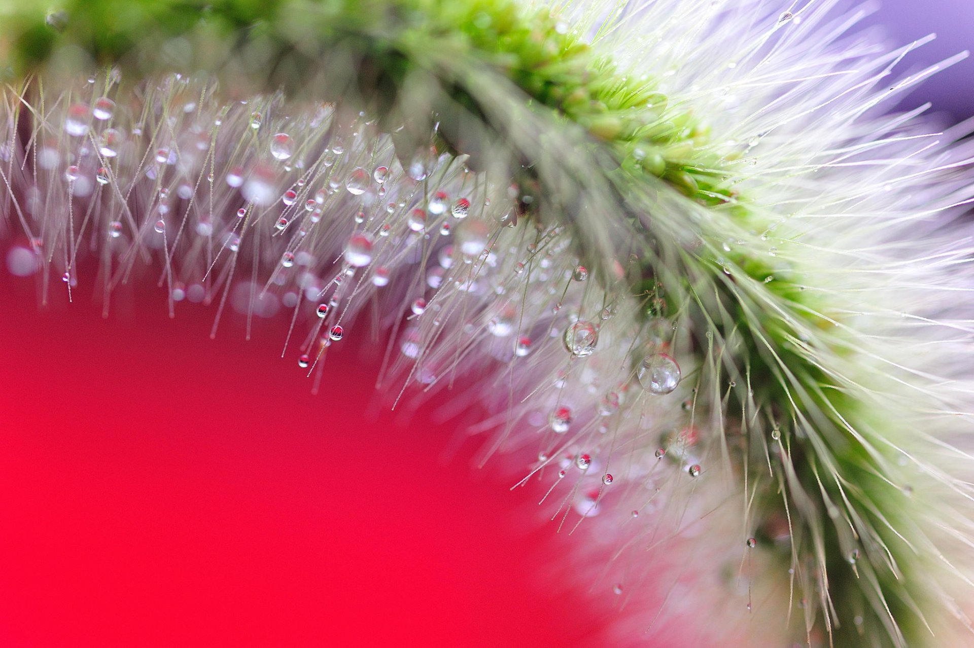 macro espiga planta rocío gotas