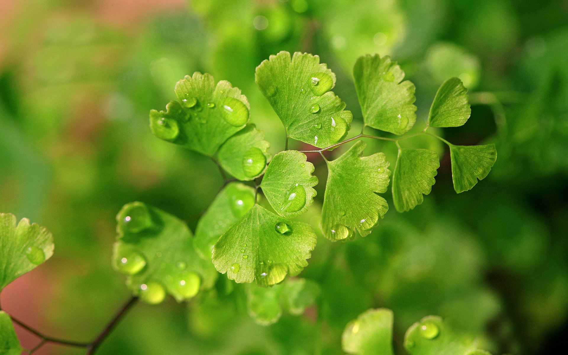 close up green plant water droplets rosa nature