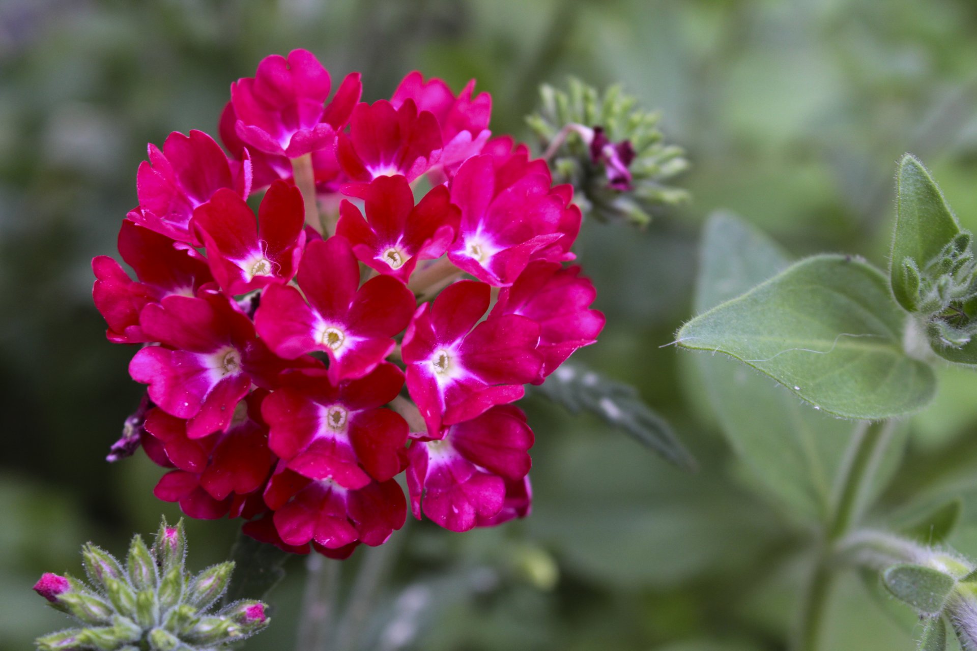 close up flower photo