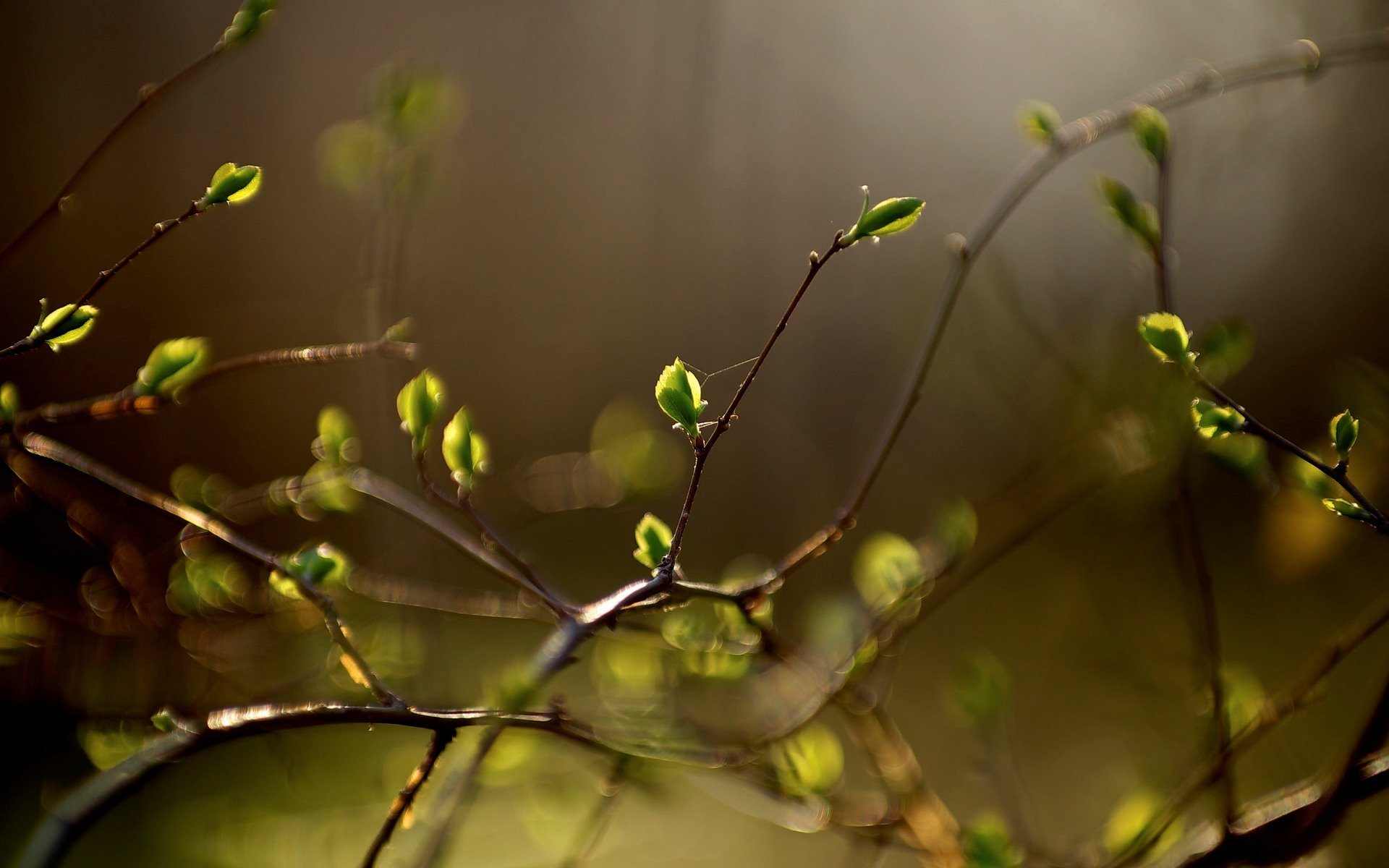 macro vegetation plant leaf leaflet leaves leaves branches blur bokeh leave background beautiful wallpaper widescreen fullscreen widescreen