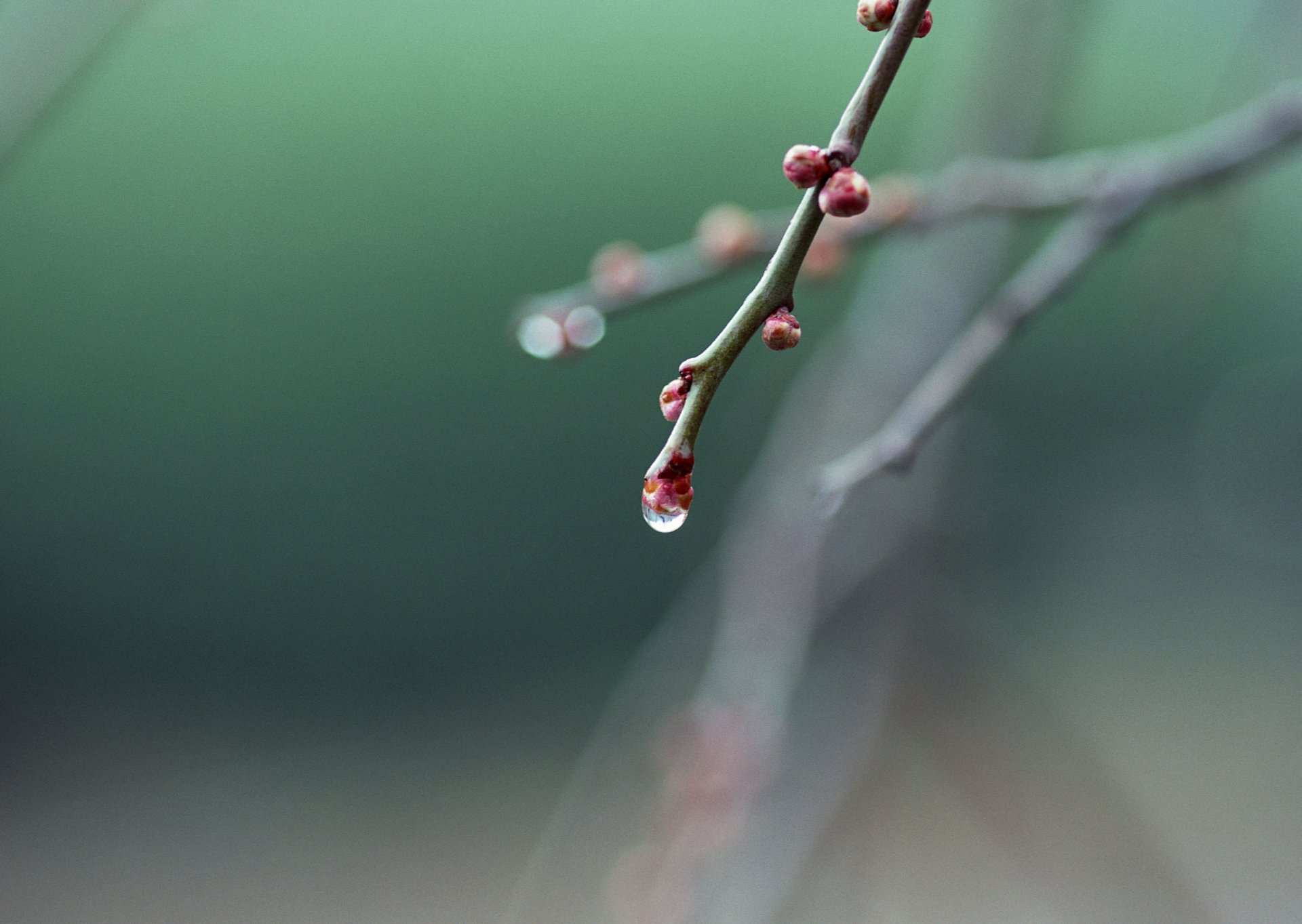 zweig knospen tropfen frühling