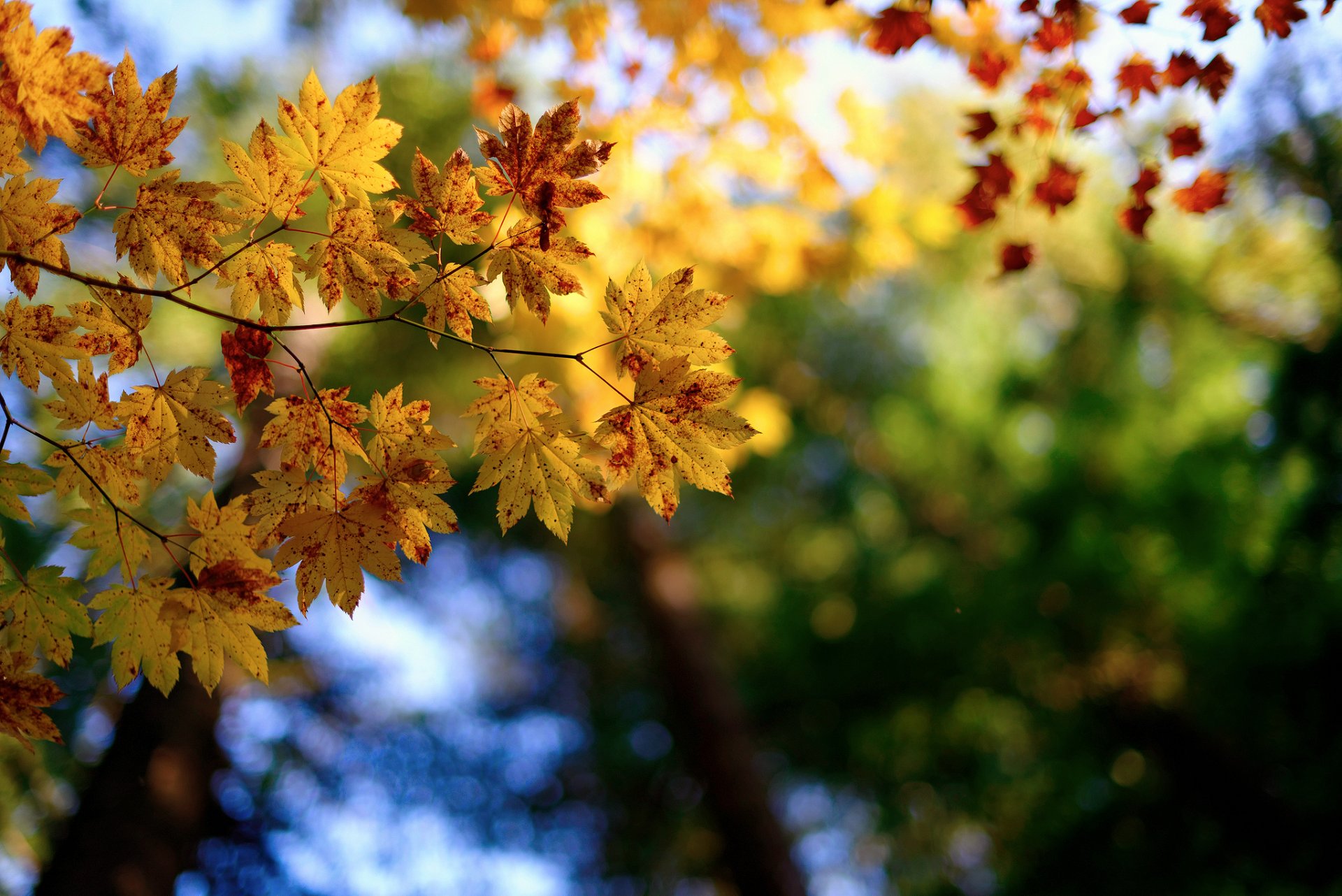 close up nature branches foliage autumn