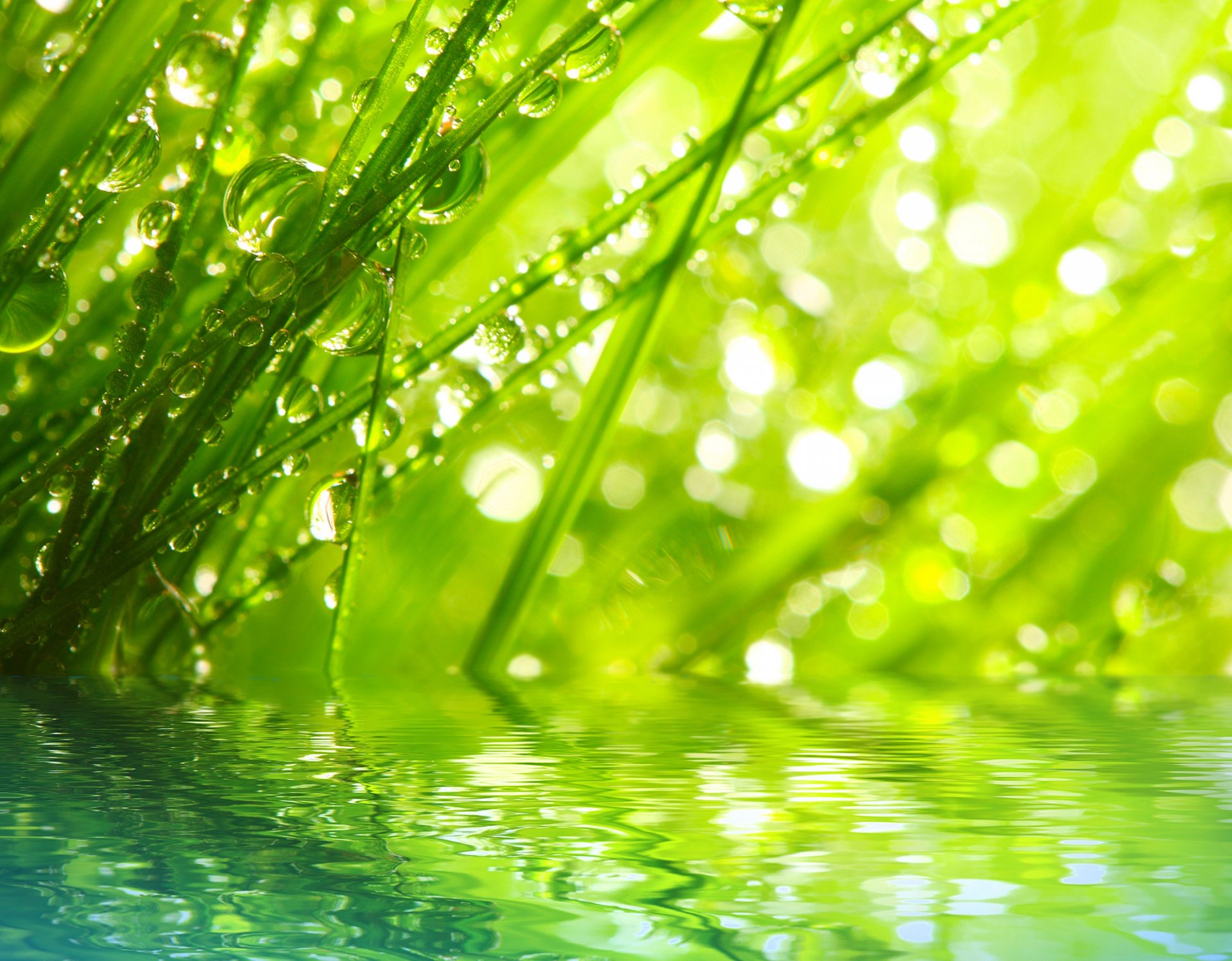 nature macro matin herbe rosée gouttes eau rayons macro matin gouttes de rosée