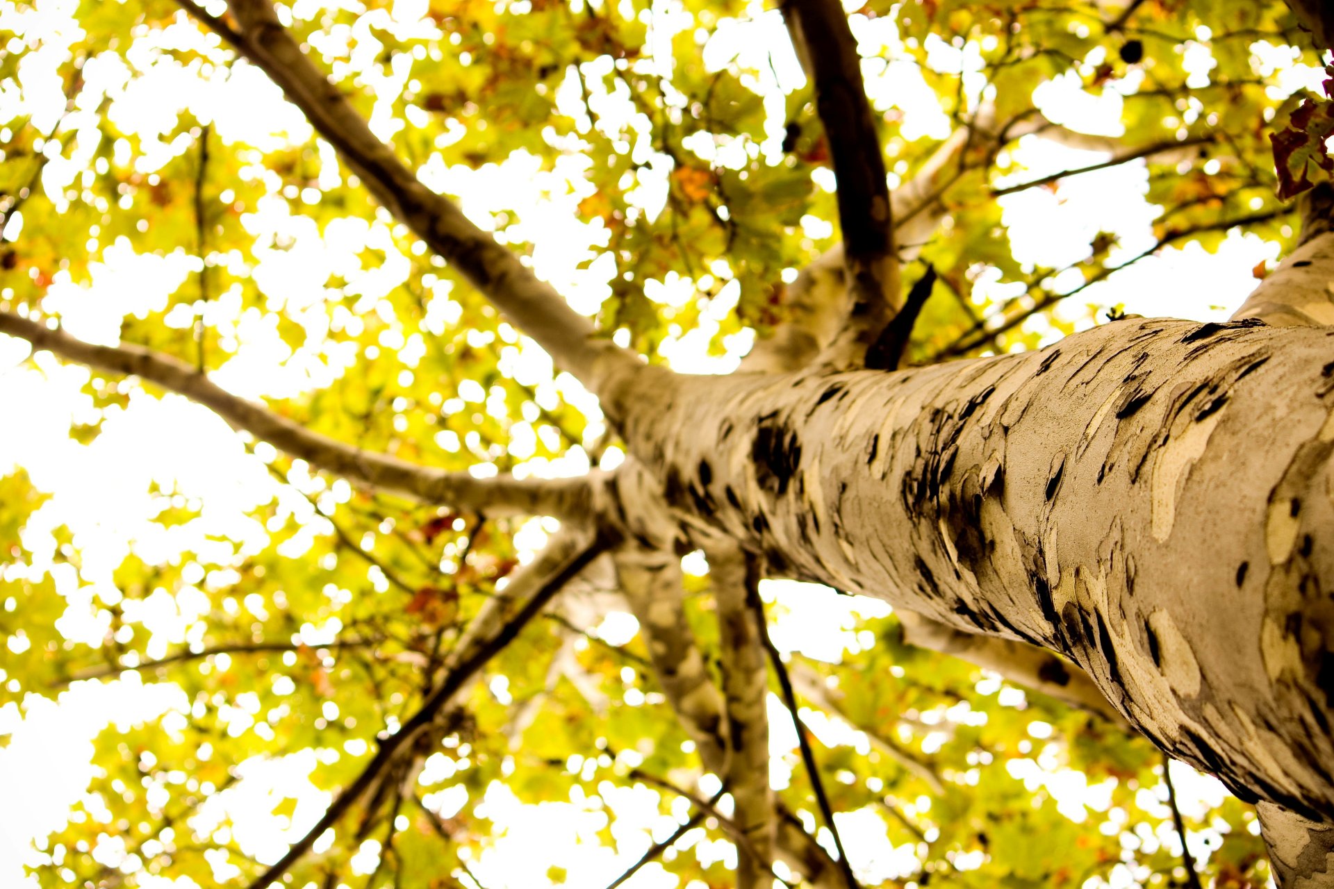 makro baum rinde blätter laub blätter makro hintergrund tapete widescreen vollbild widescreen widescreen