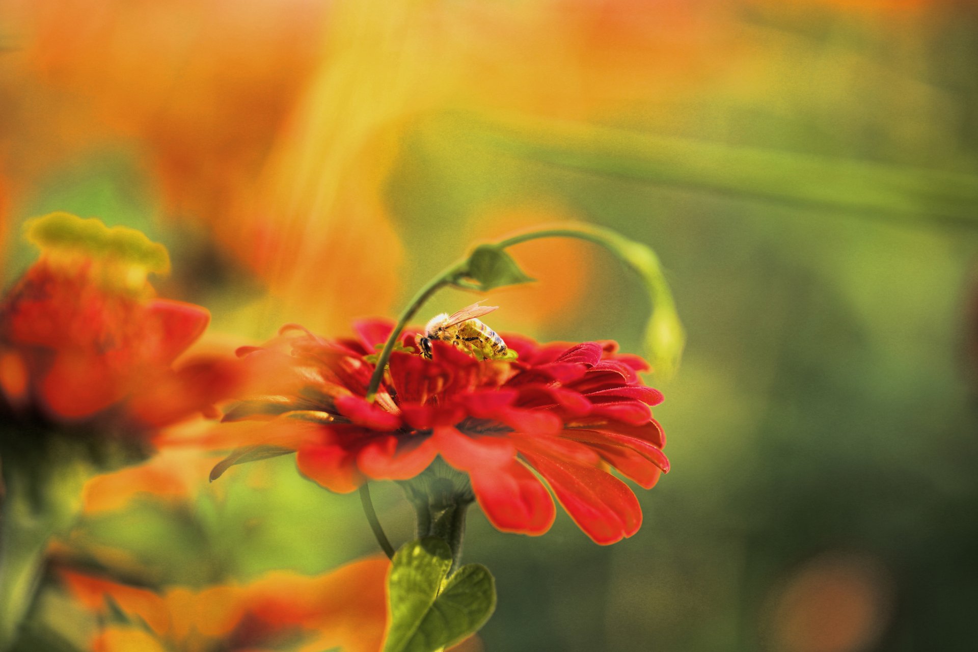 fleur rouge abeille fond flou