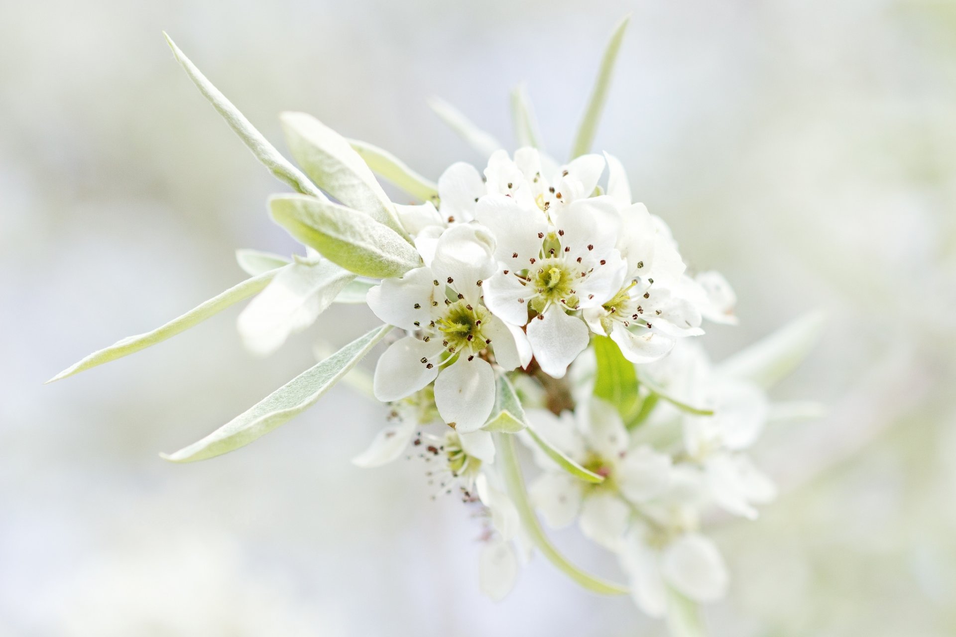 blüte baum zweig blumen weiß blätter blütenblätter natur frühling makro