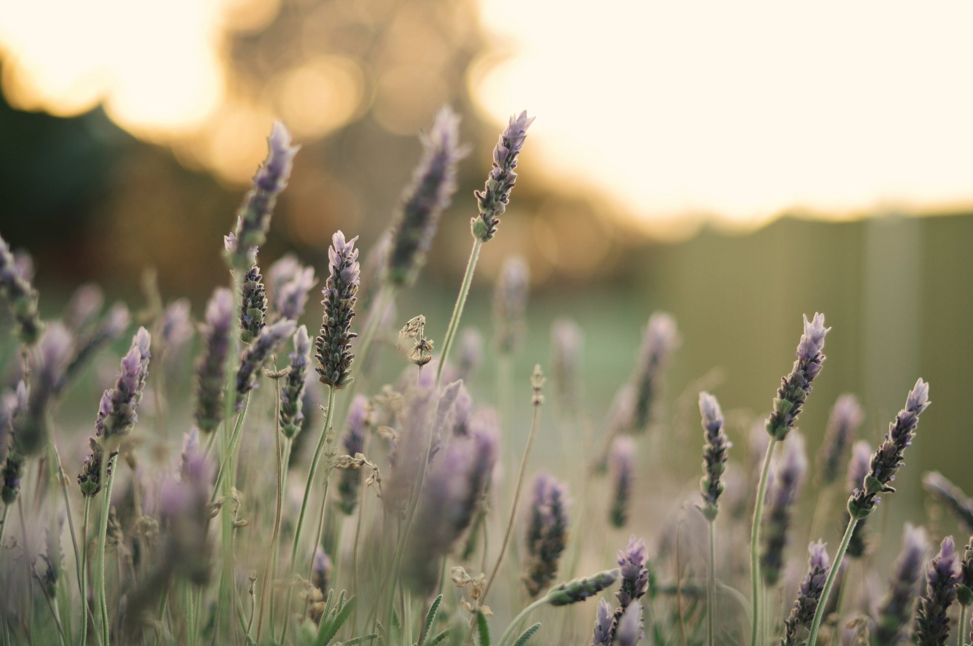 makro pflanze blumen blumen feld hintergrund blume blume rosa blütenblätter tapete widescreen vollbild widescreen widescreen