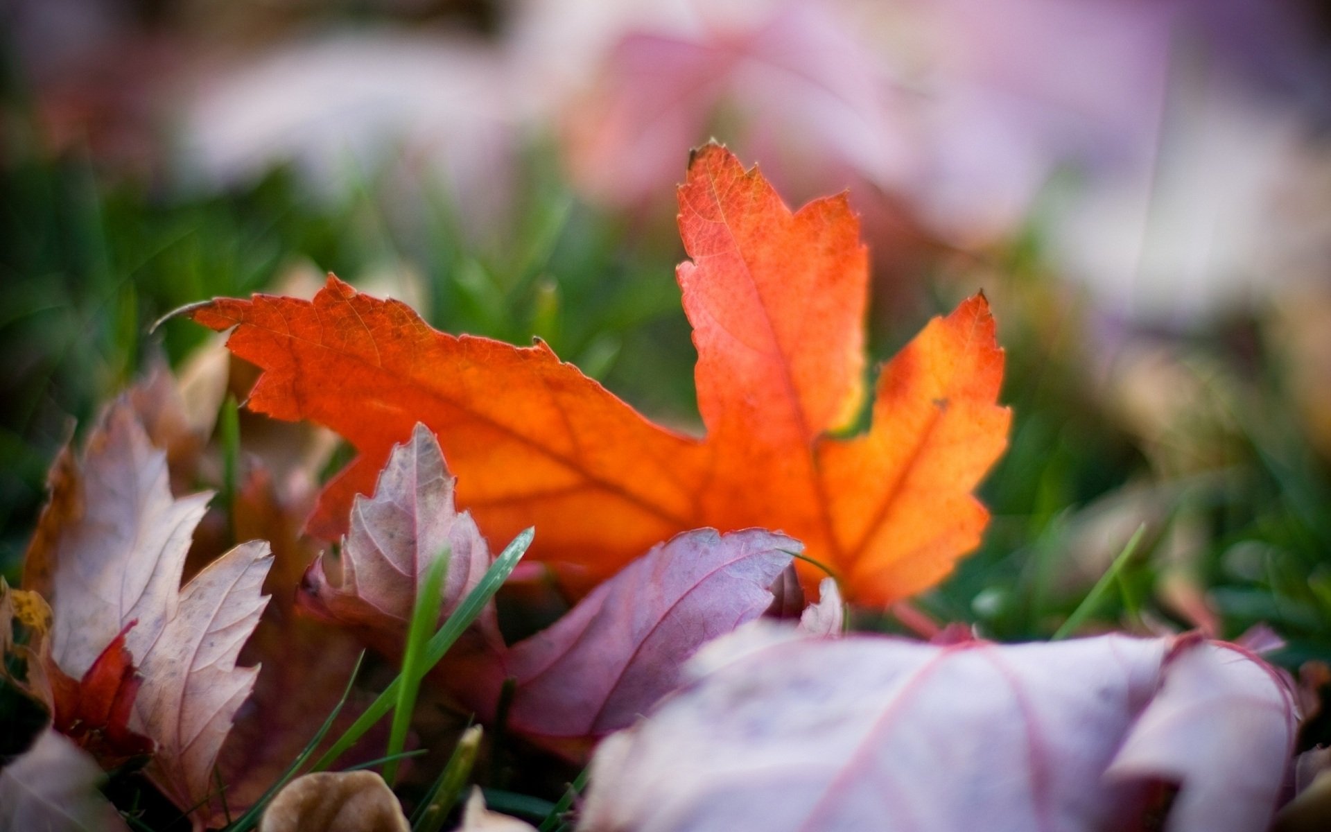 macro carta da parati autunno sfondo foto sfocatura luminoso colori foglie erba natura bokeh