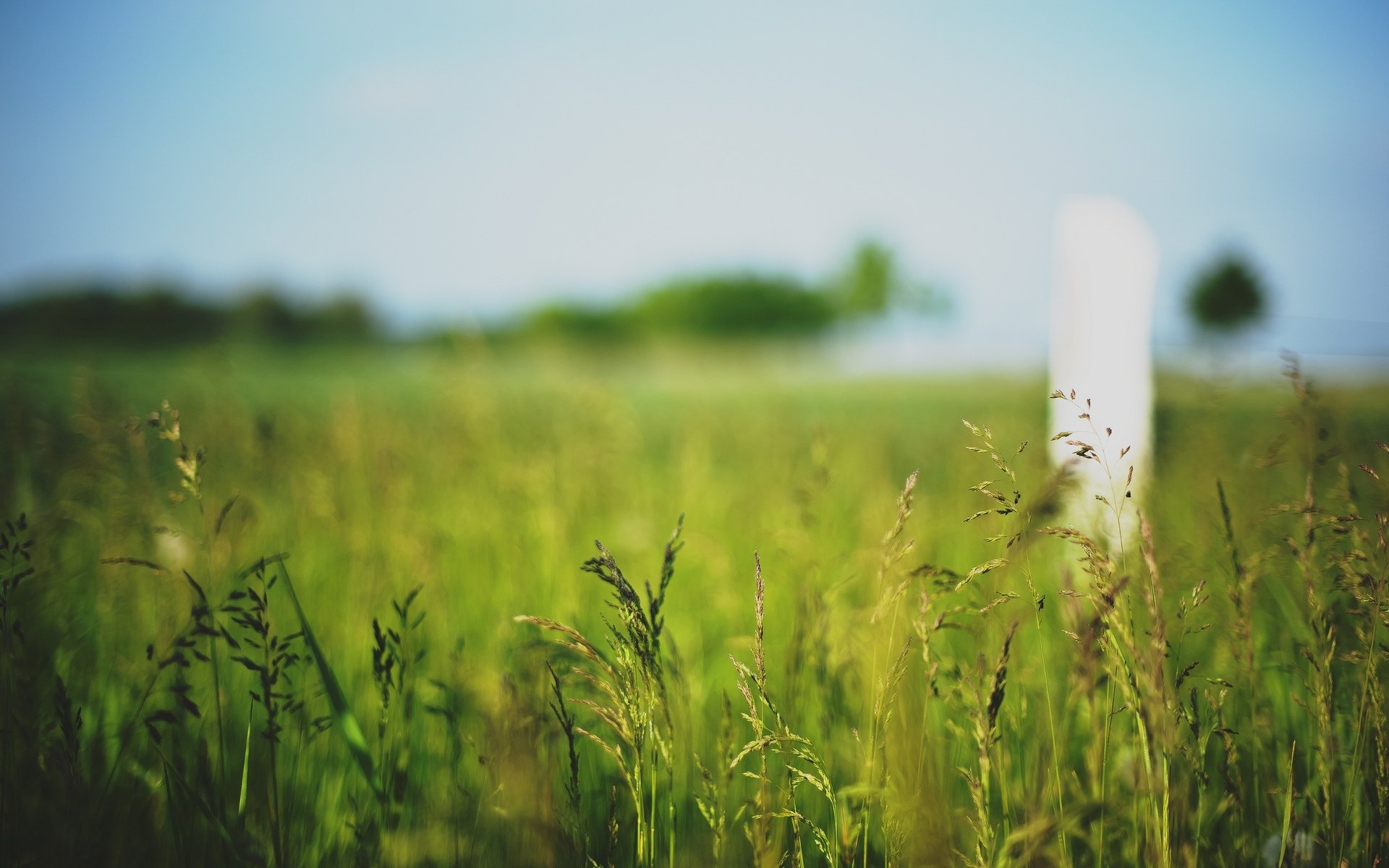 close up plant macro vegetation ears green blur background wallpaper widescreen full screen hd wallpapers fullscreen