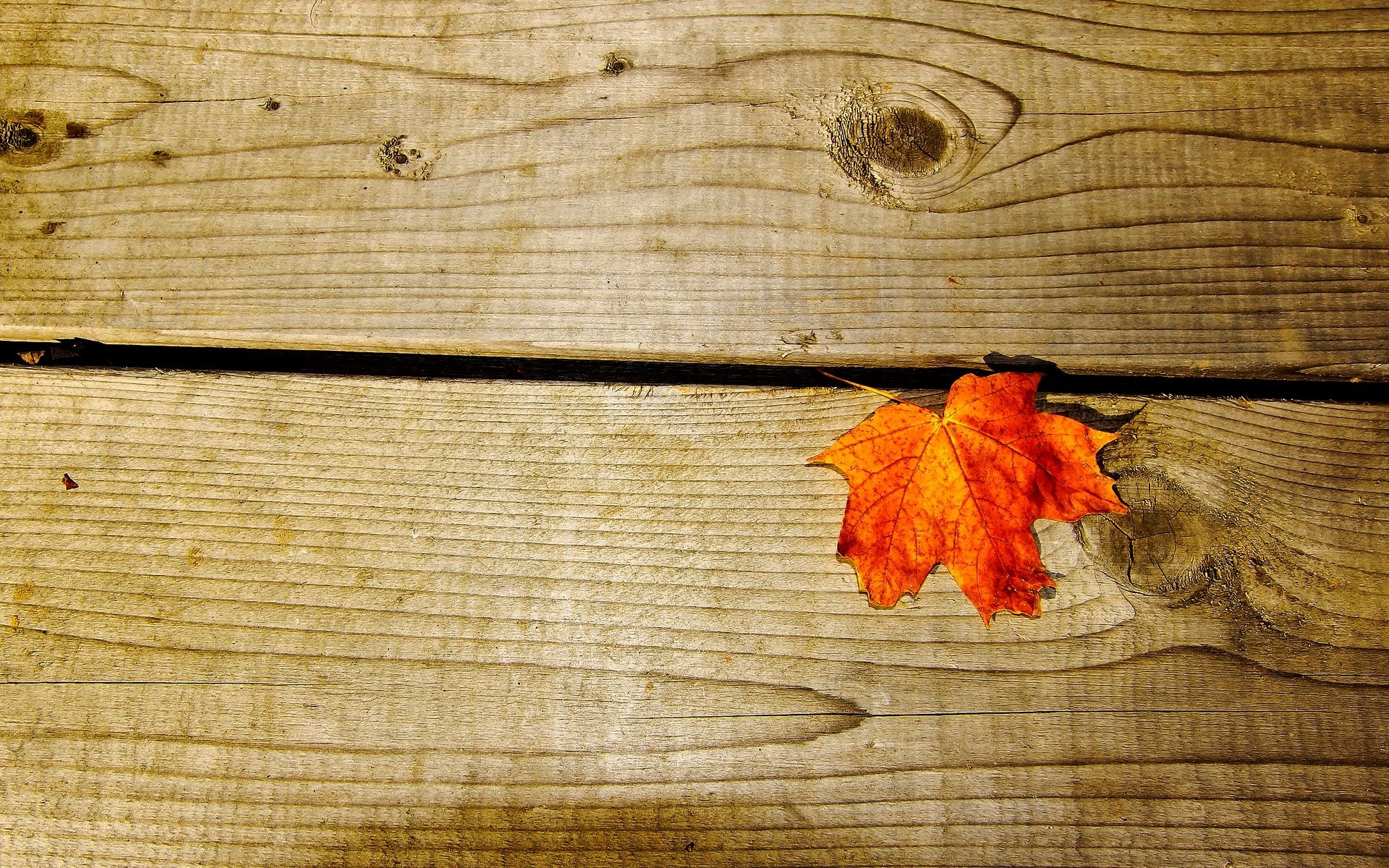 macro hoja hoja naranja madera pizarra fondo papel pintado pantalla ancha pantalla completa pantalla ancha pantalla ancha