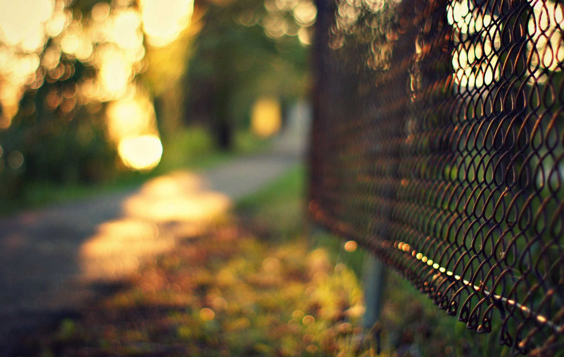 mesh metal fence fence trees grass blur bokeh evening