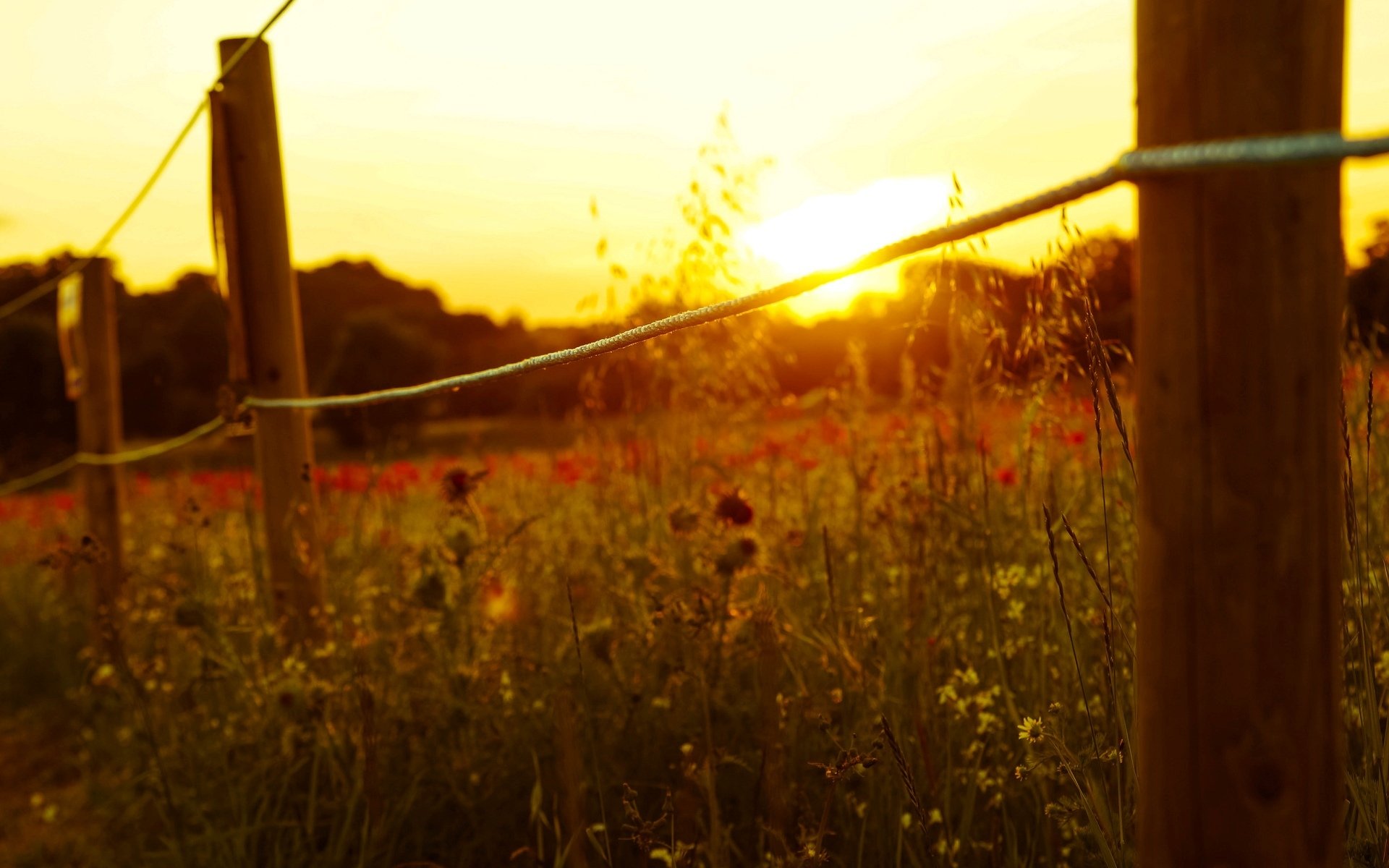 macro recinzione recinzione corda sole fiori fiori sfondo carta da parati widescreen schermo intero widescreen widescreen