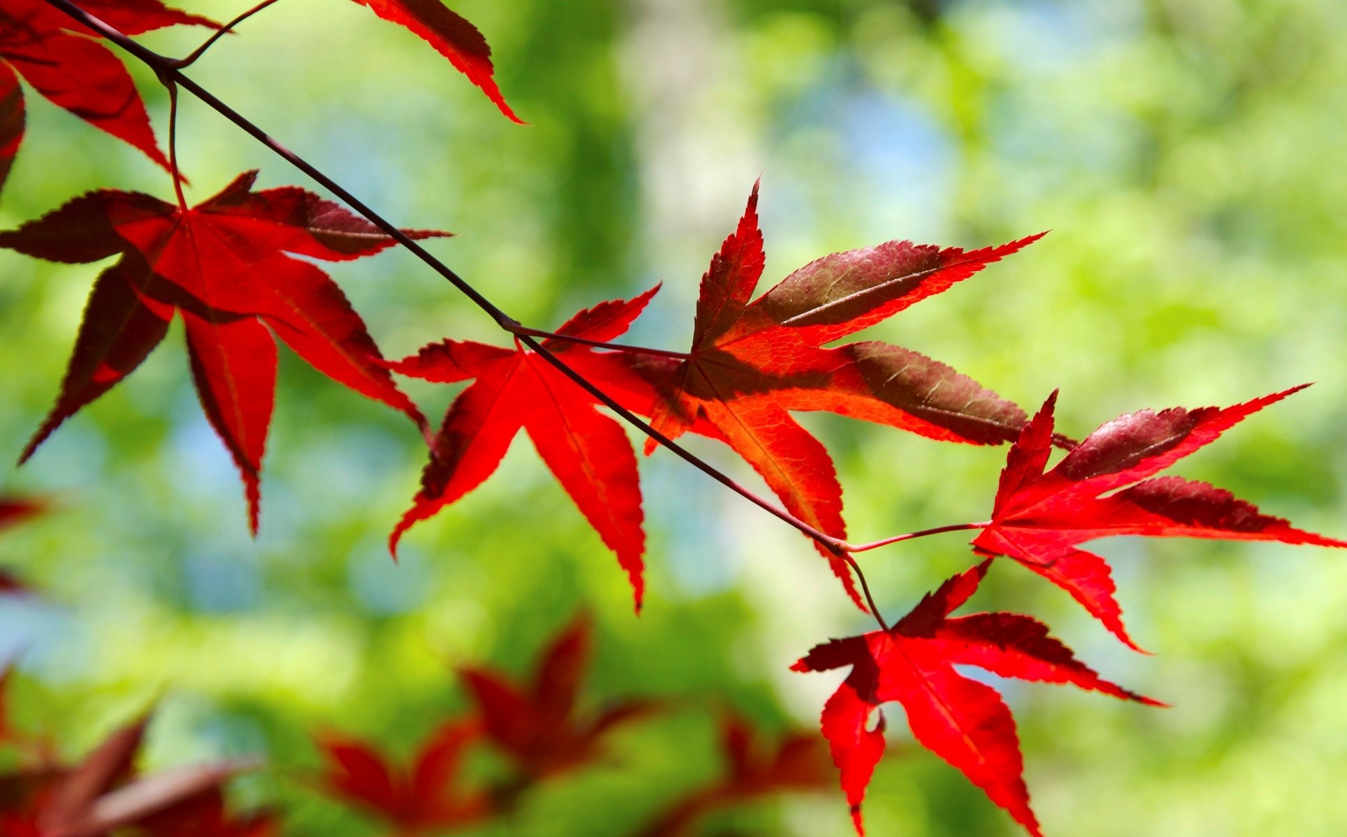 makro blatt blätter blatt rot form zweig baum lassen rot unschärfe unschärfe bokeh hintergrund tapete widescreen vollbild widescreen widescreen