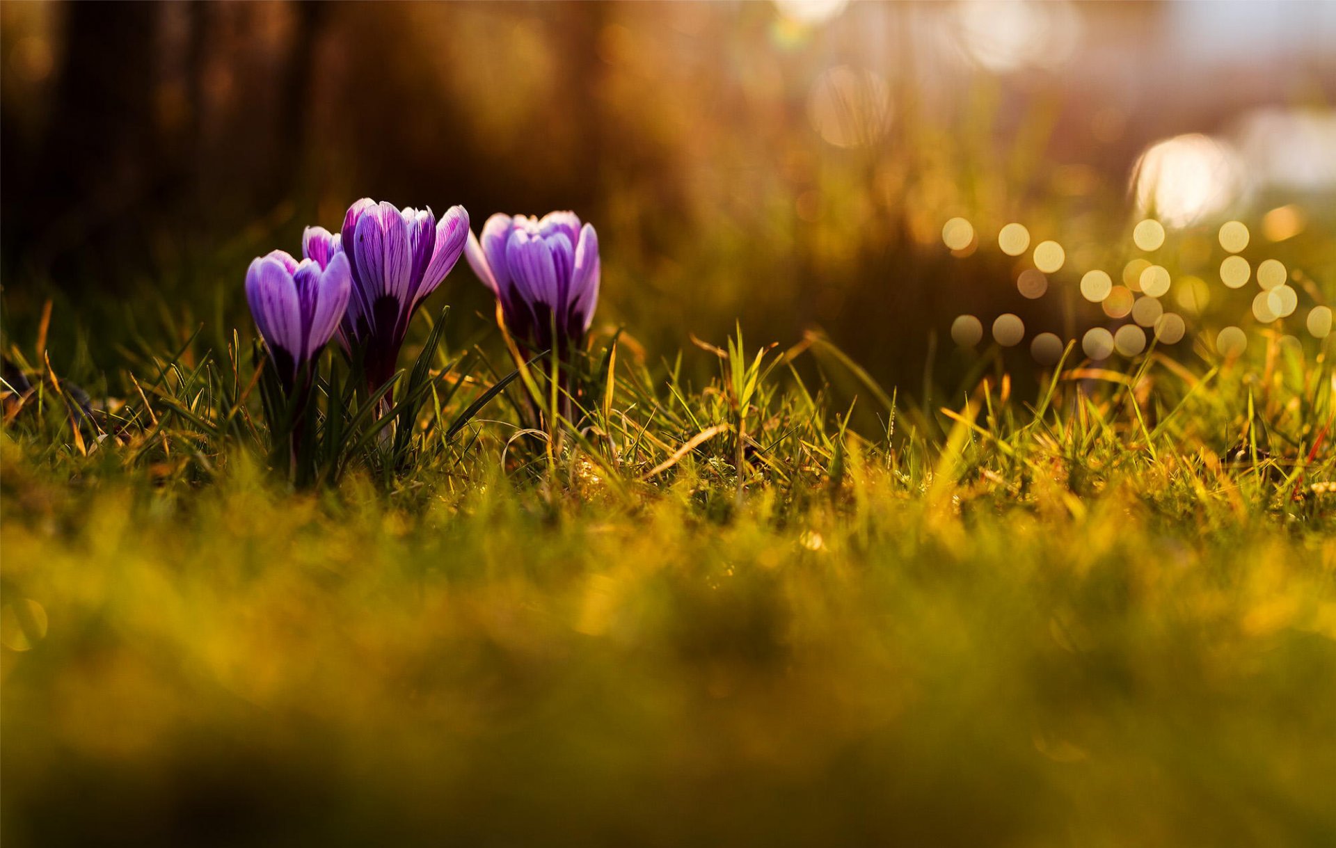 crocuses flowers lilac purple spring grass nature bokeh macro