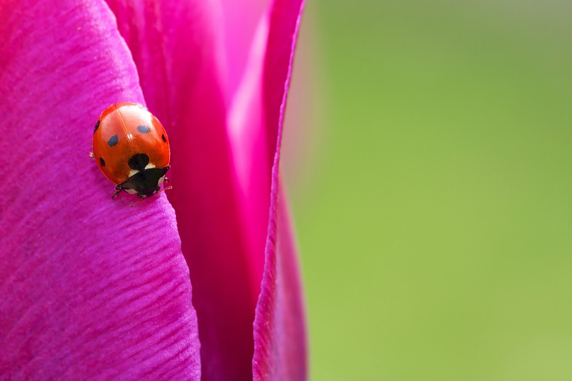 ladybug close up tulip bright insect