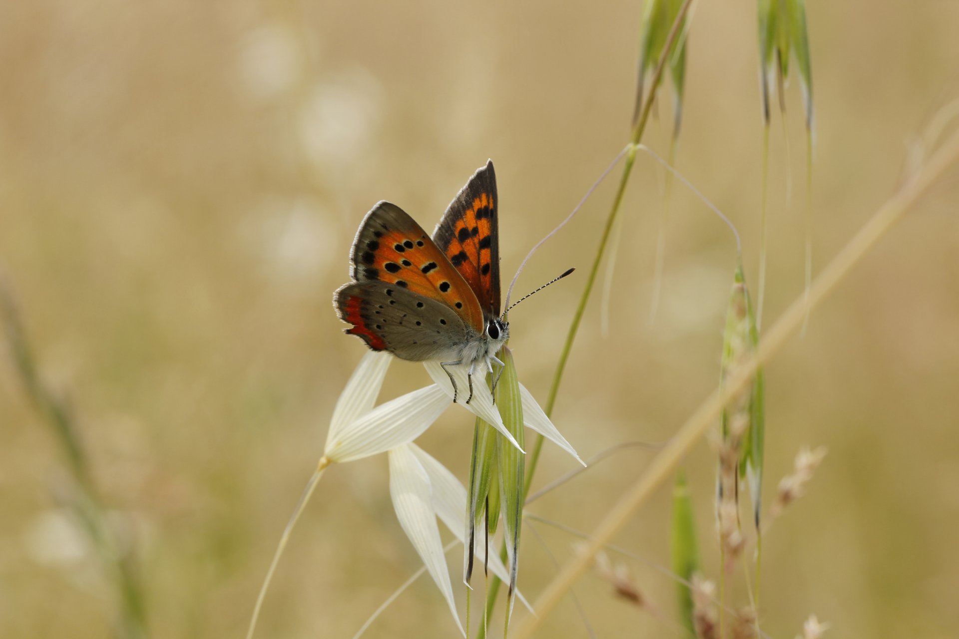 herbe brins d herbe épillets papillon flou