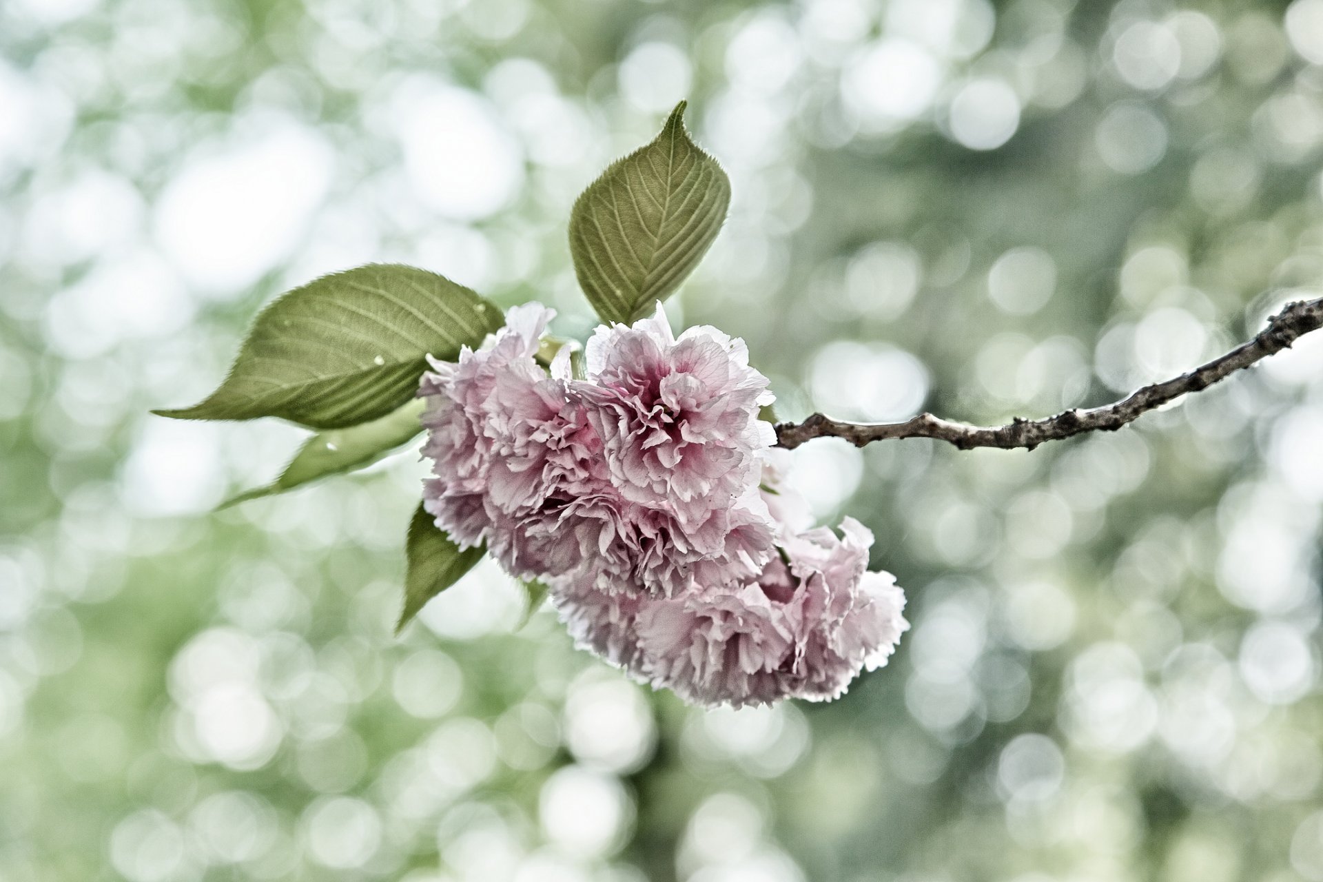 ramo foglie fiori rosa sakura luci sfondo