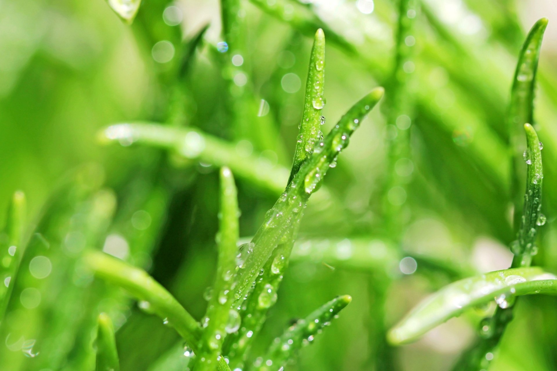 grass green leaves drops rosa blur close up