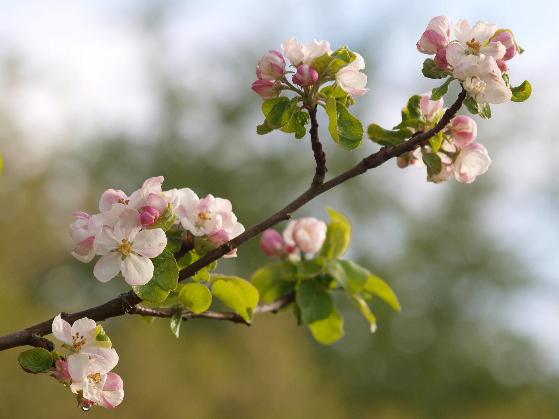 pommier branche macro floraison fleurs bourgeons printemps nature