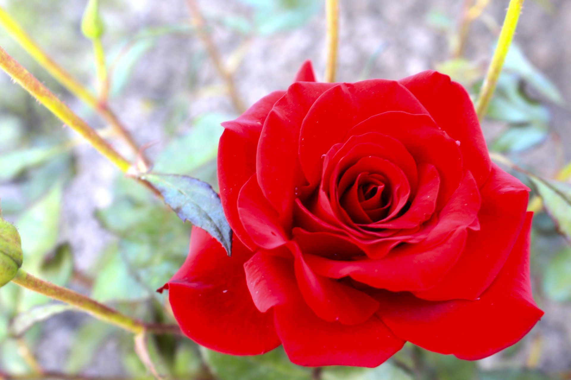 macro rosa roja foto