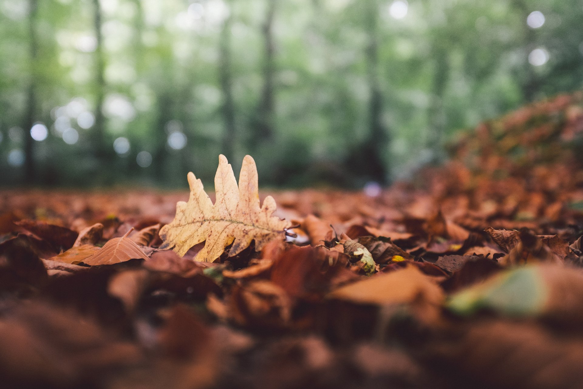 las liście opadły jesień liść dąb bokeh