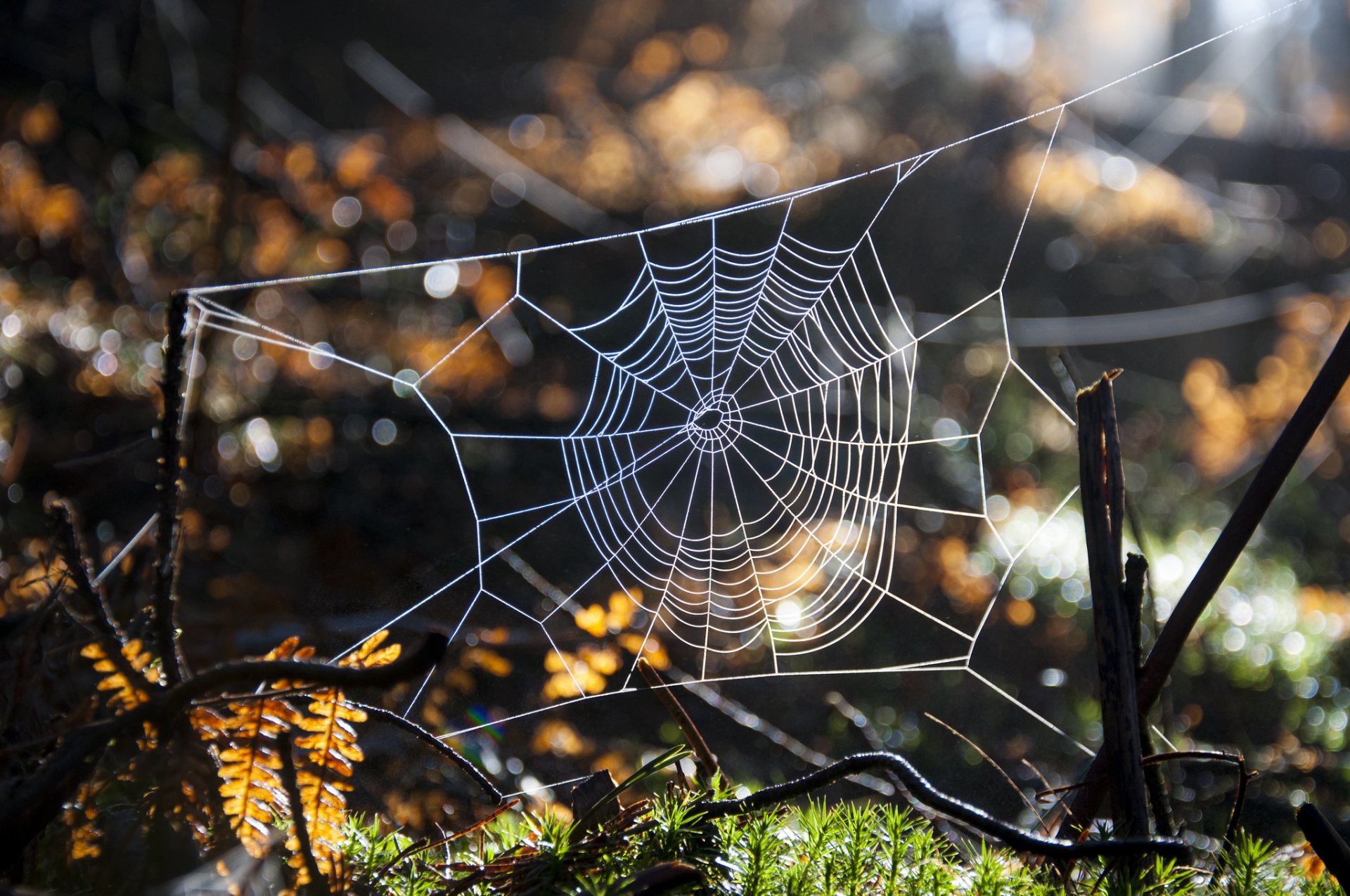 macro naturaleza bosque telaraña bokeh luz hierba ramas