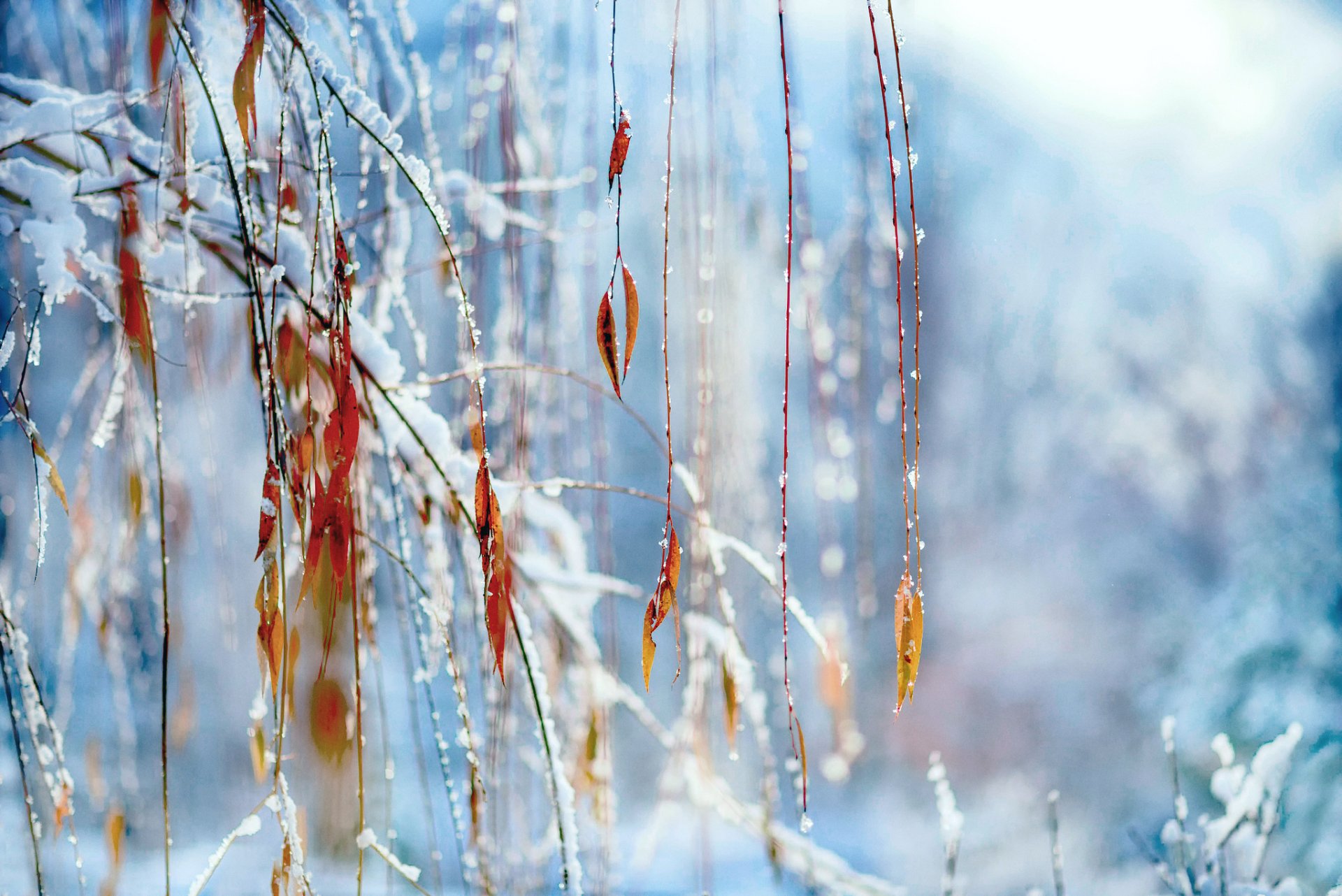 close up winter snow branches foliage