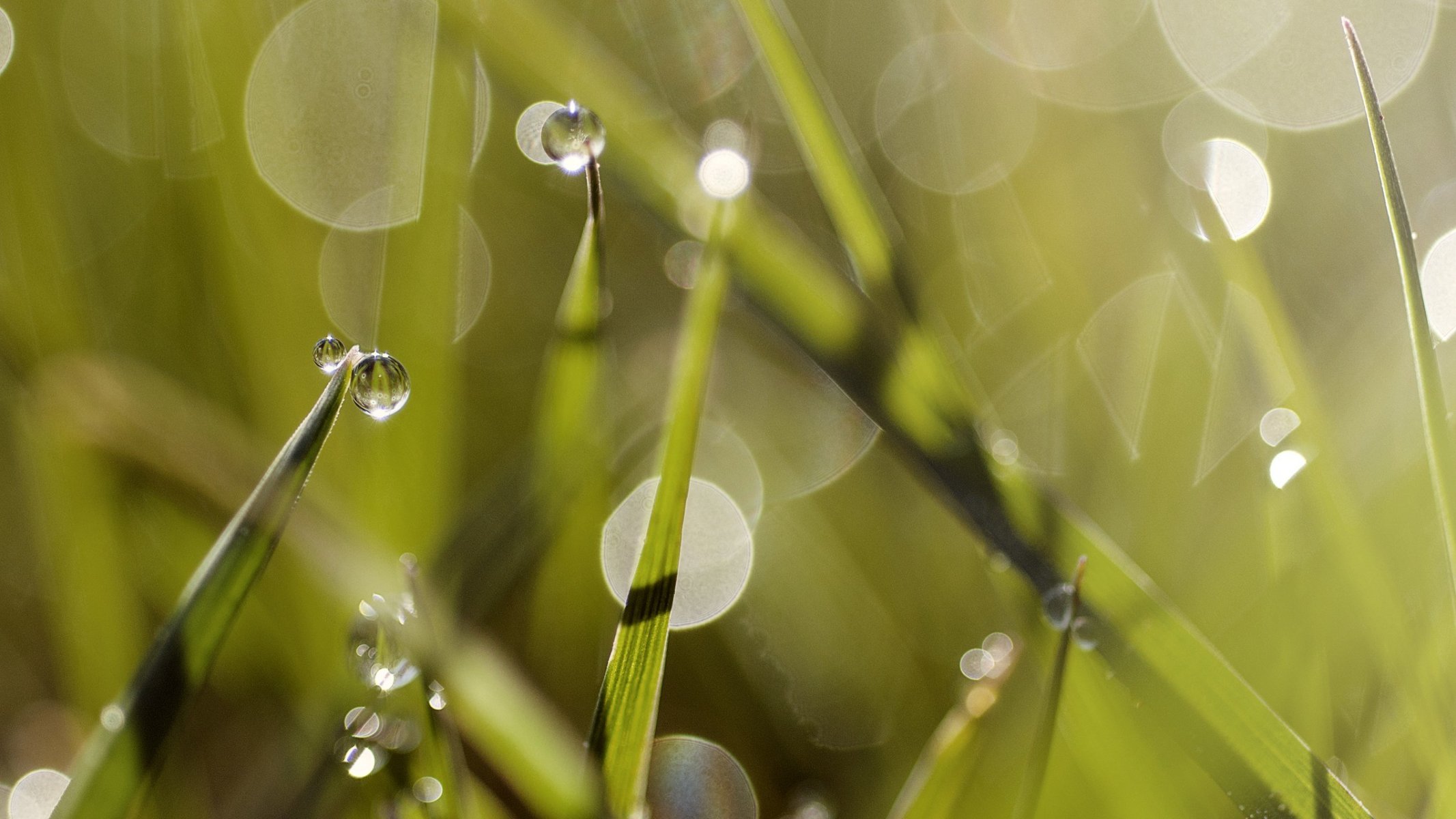 gras im sommer tau sommer