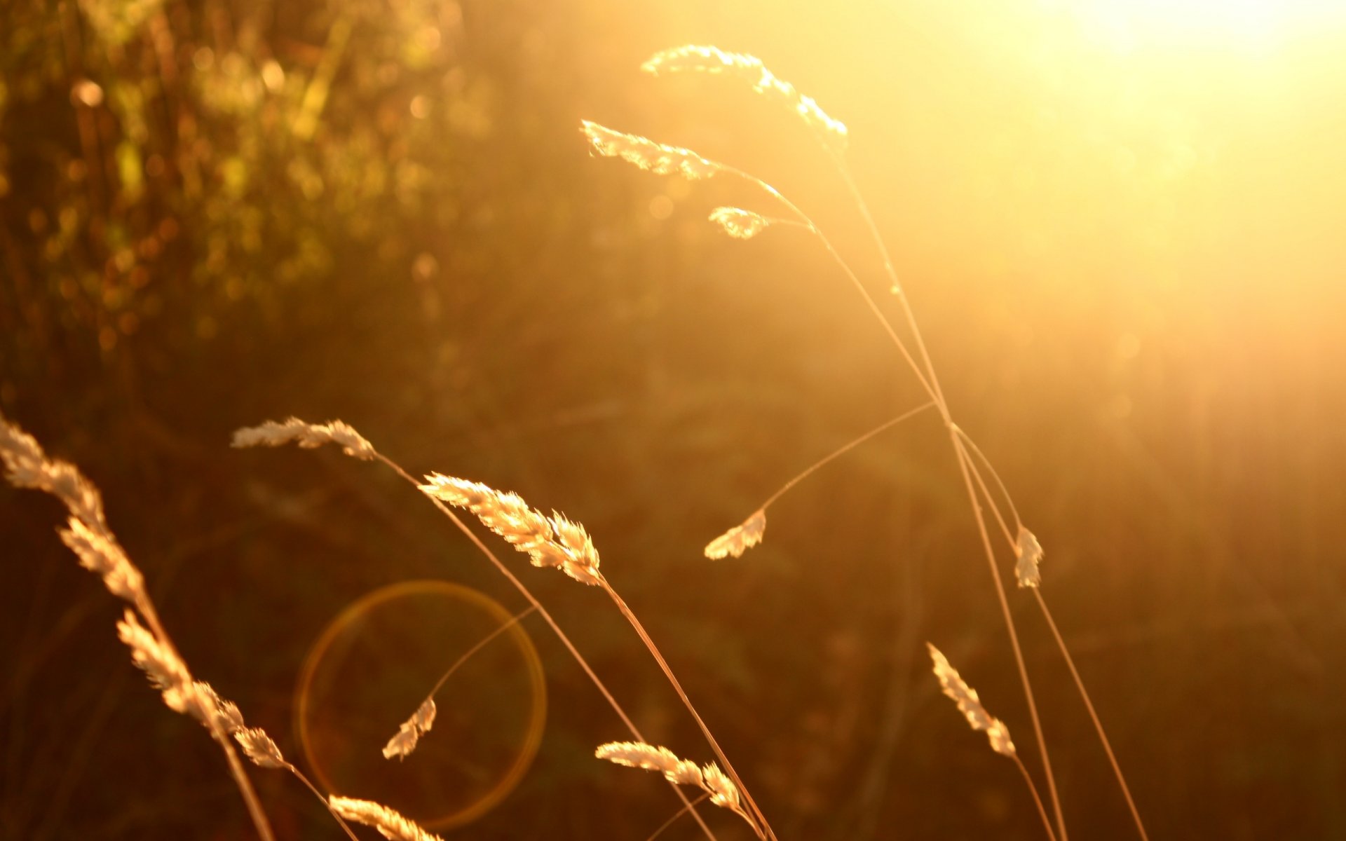 close up plant of the plant. ears sun blur background wallpaper widescreen full screen hd wallpapers fullscreen