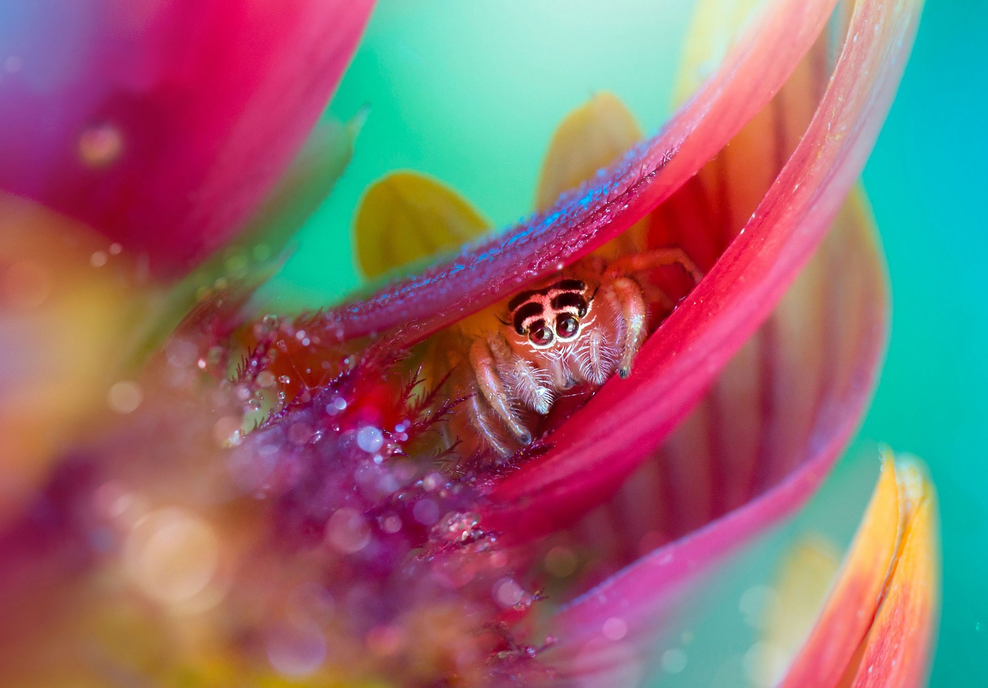 flor pétalos gotas rocío araña