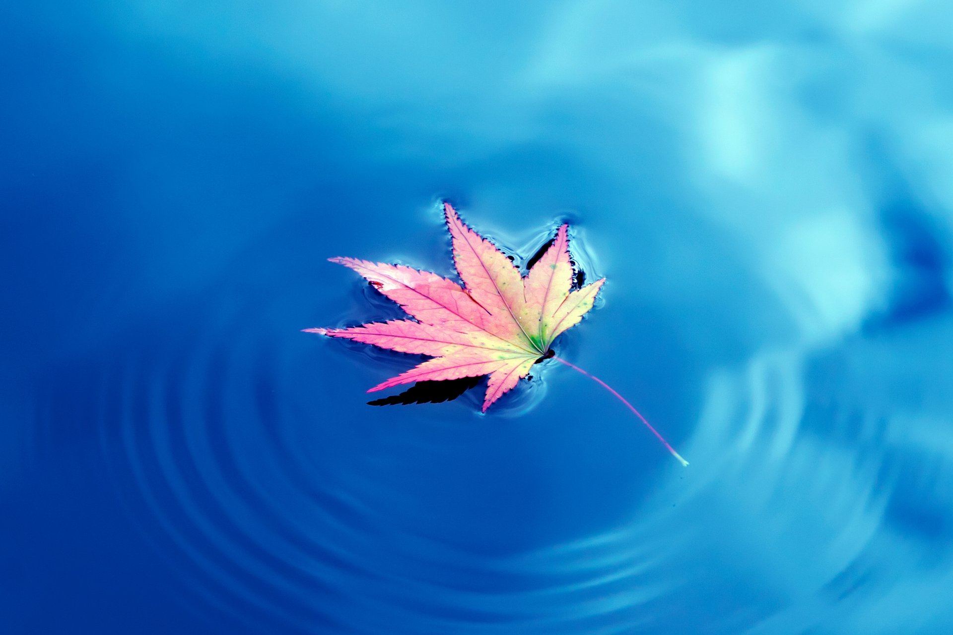 autumn maple leaf water maple leave