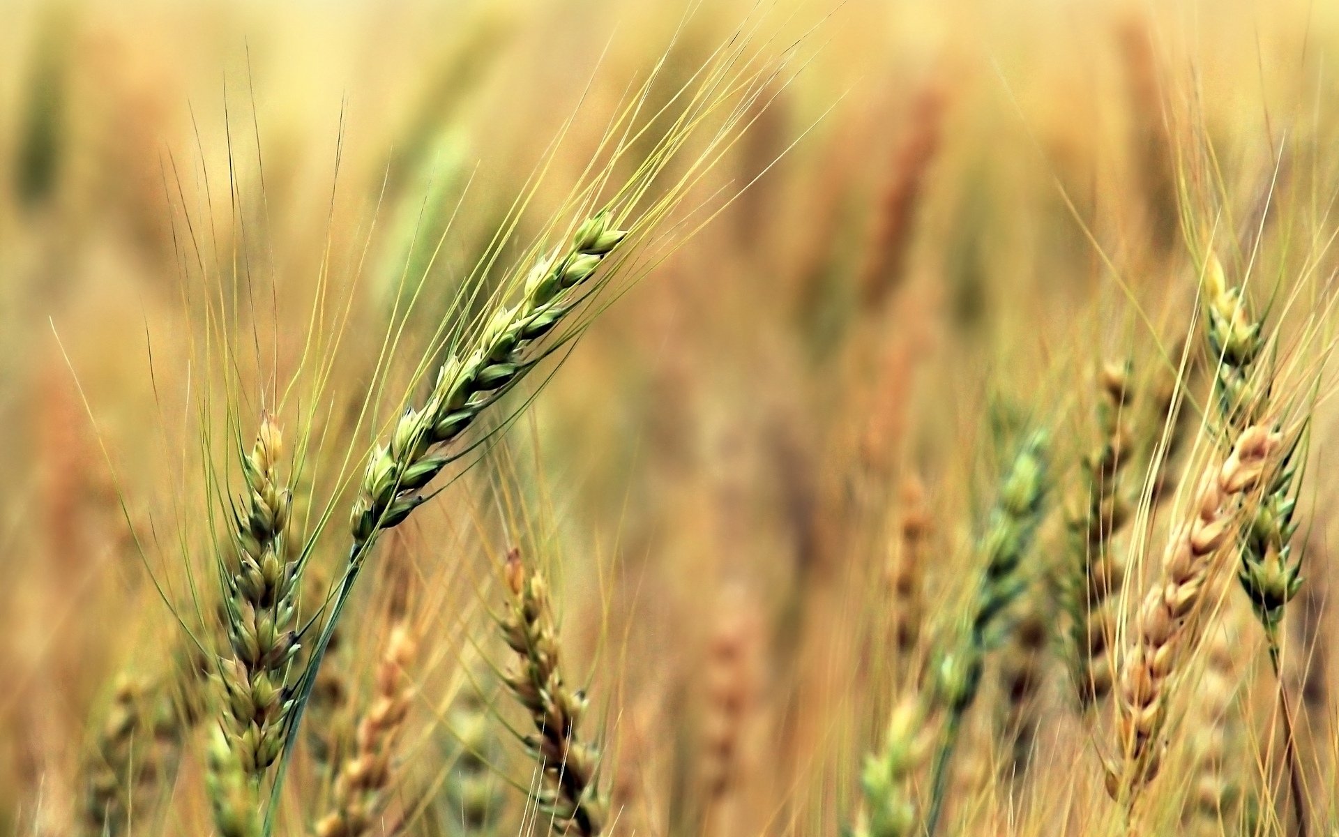 macro grano segale spighette spighette verde sfocatura sfondo carta da parati widescreen schermo intero widescreen widescreen