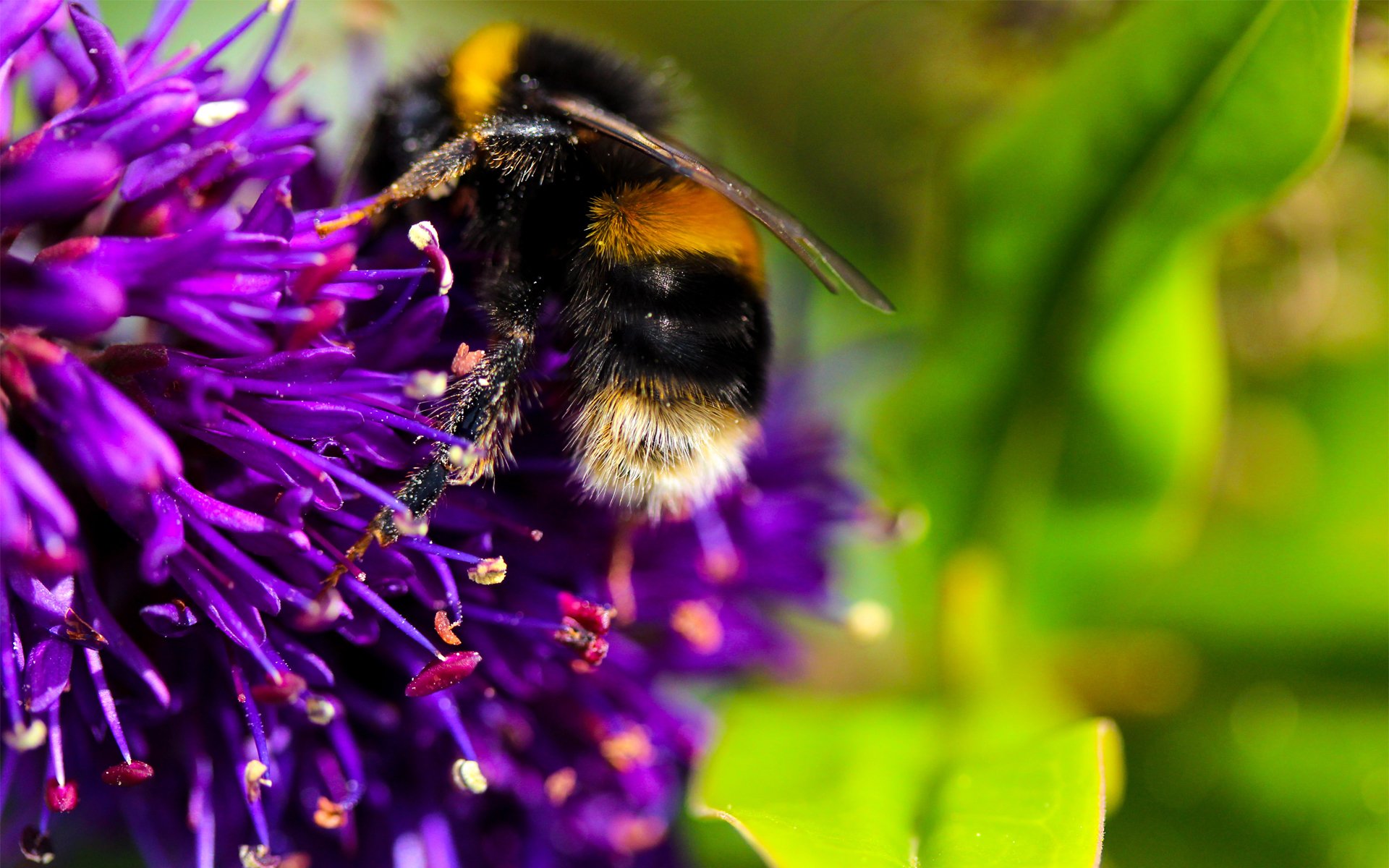 abeille fleur gros plan insecte nectar