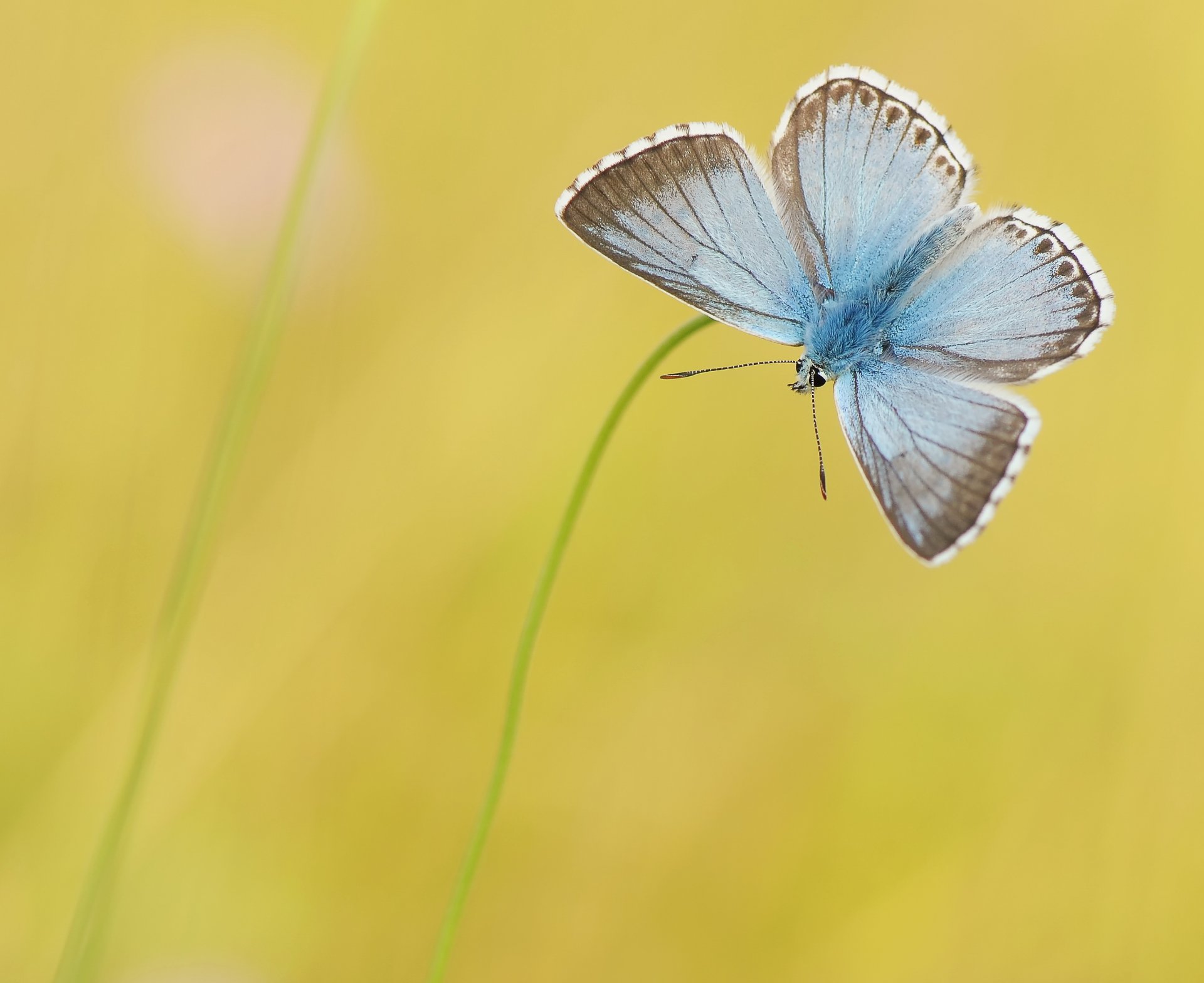 fili d erba farfalla blu sfondo giallo