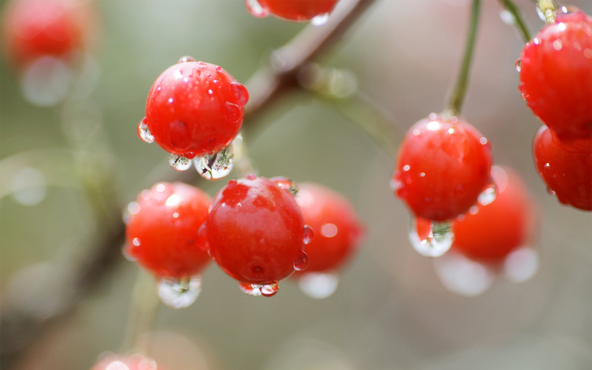 cherry berry drops red close up