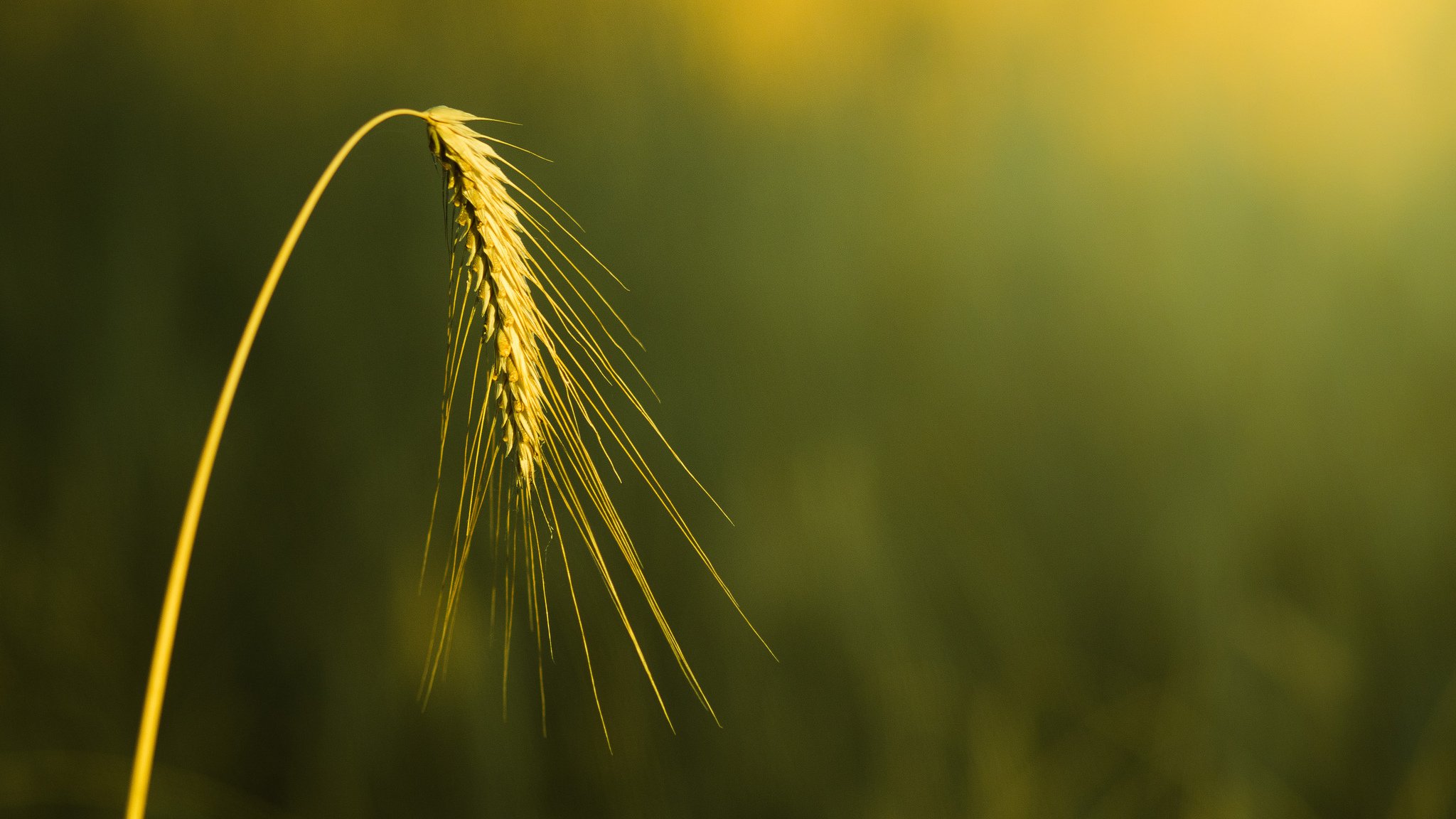 close up spike ears spikes wheat rye macro the field blur background wallpaper widescreen full screen hd wallpapers fullscreen